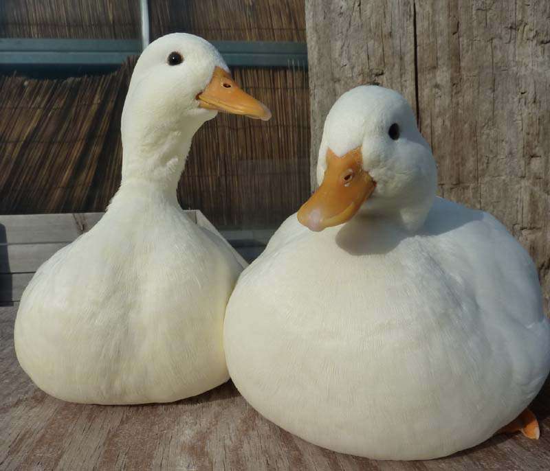 そろそろ春だぜぇ～スギちゃんみたいに喋るぜぇ～！【Part21】