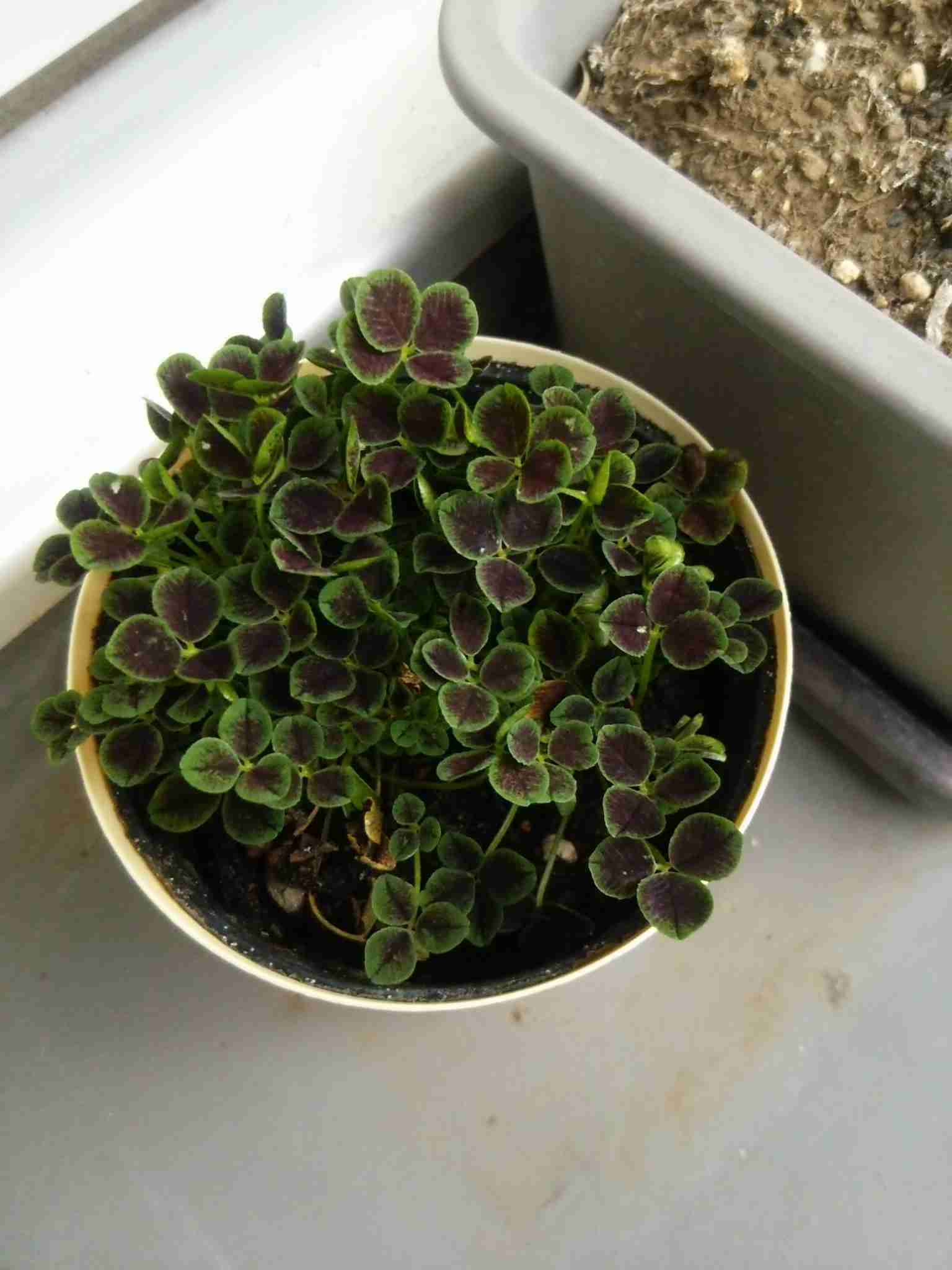 そろそろ春だぜぇ～スギちゃんみたいに喋るぜぇ～！【Part21】