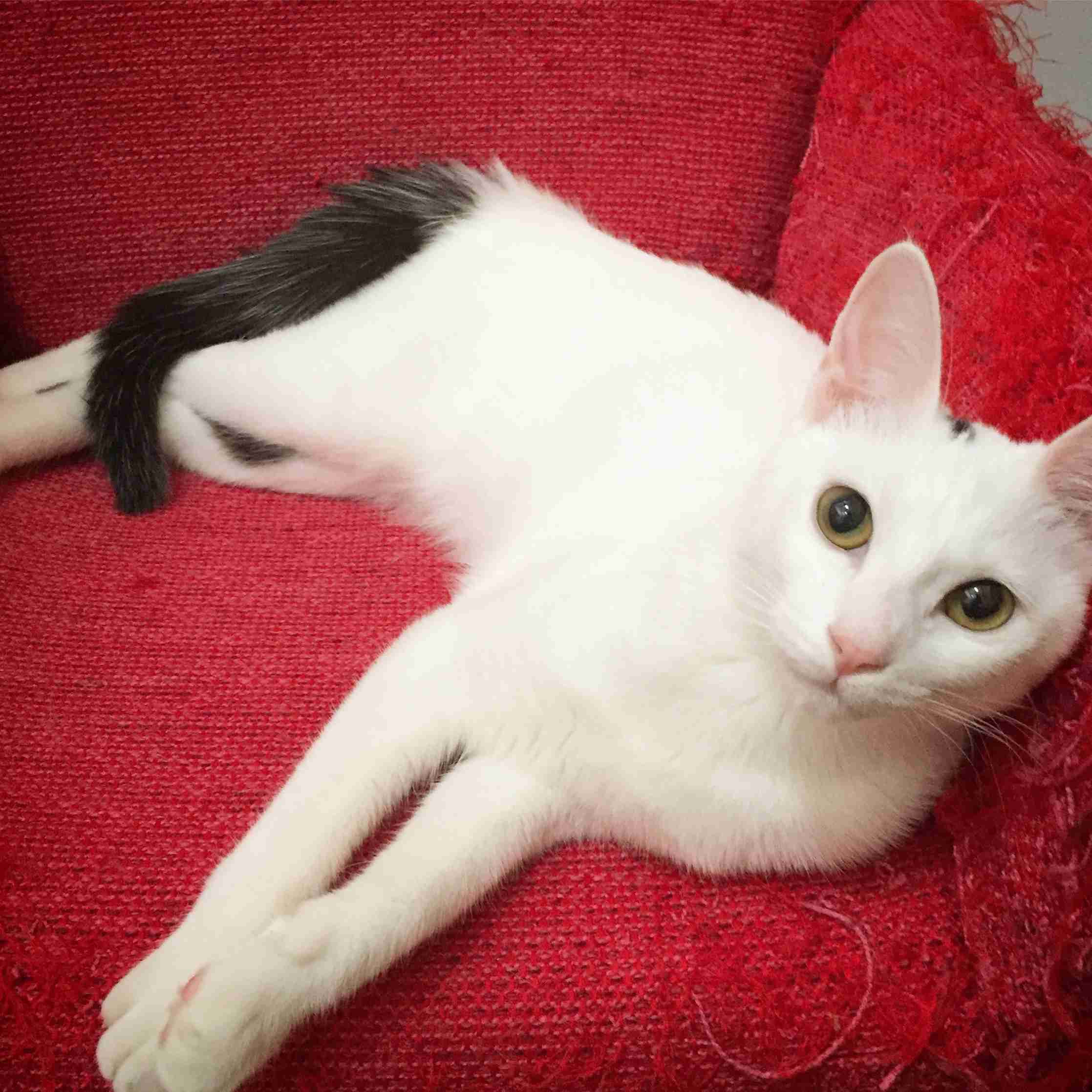 (身バレしない程度に)お宅の猫ちゃん見せてください！