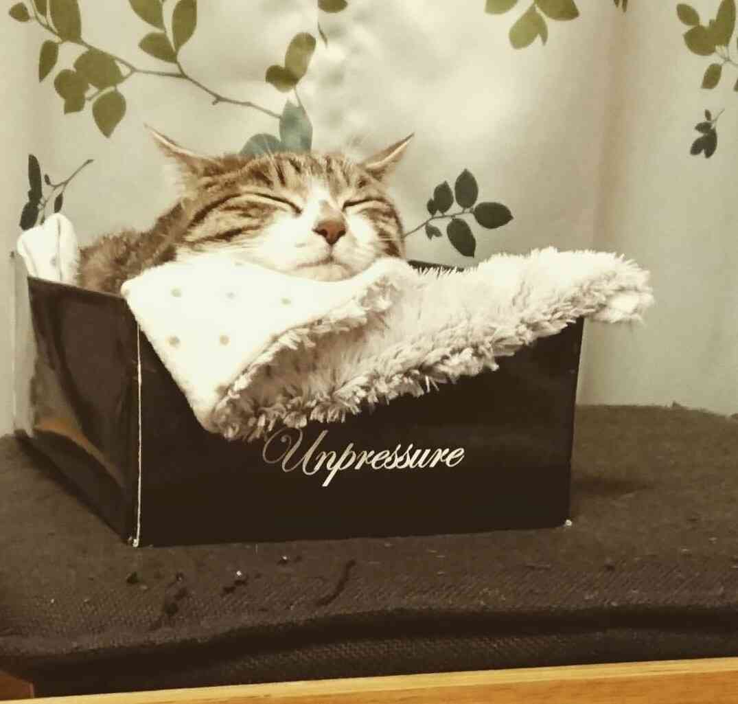 (身バレしない程度に)お宅の猫ちゃん見せてください！