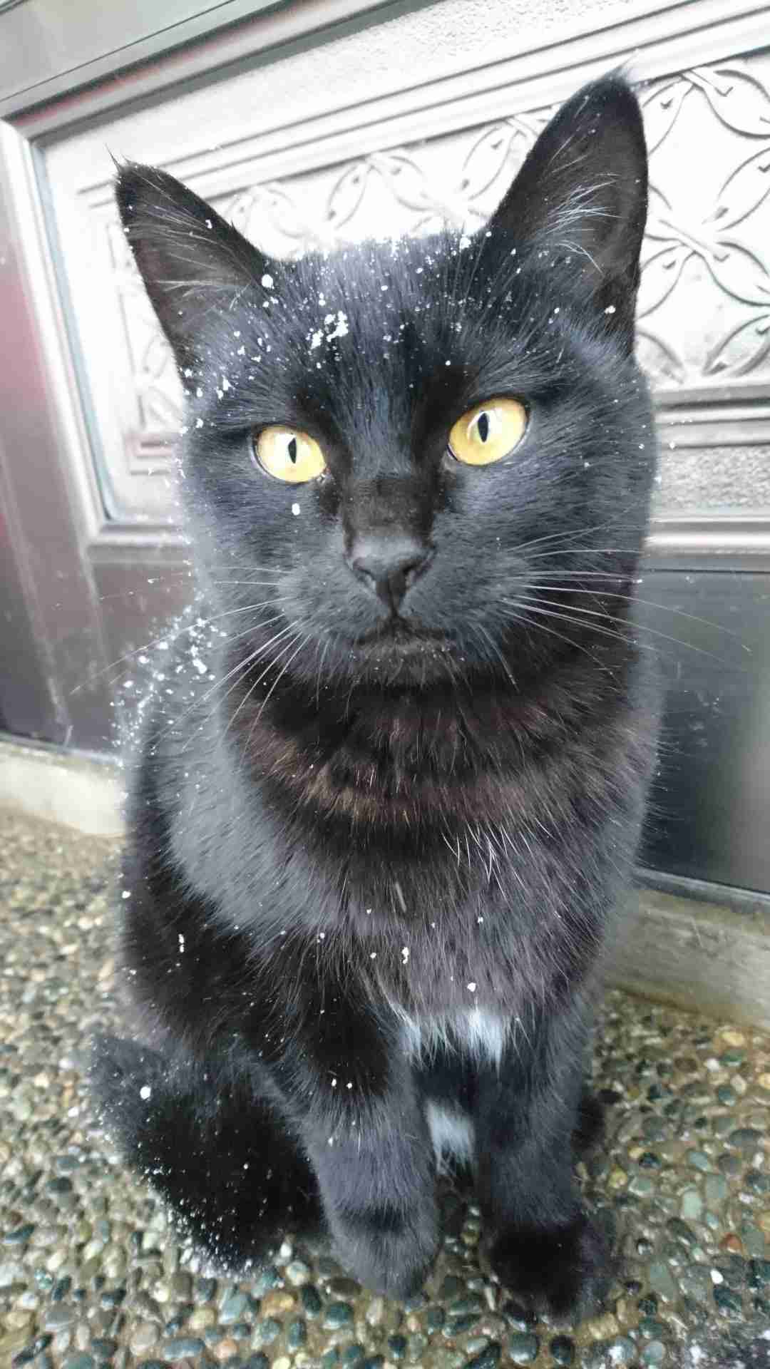 (身バレしない程度に)お宅の猫ちゃん見せてください！