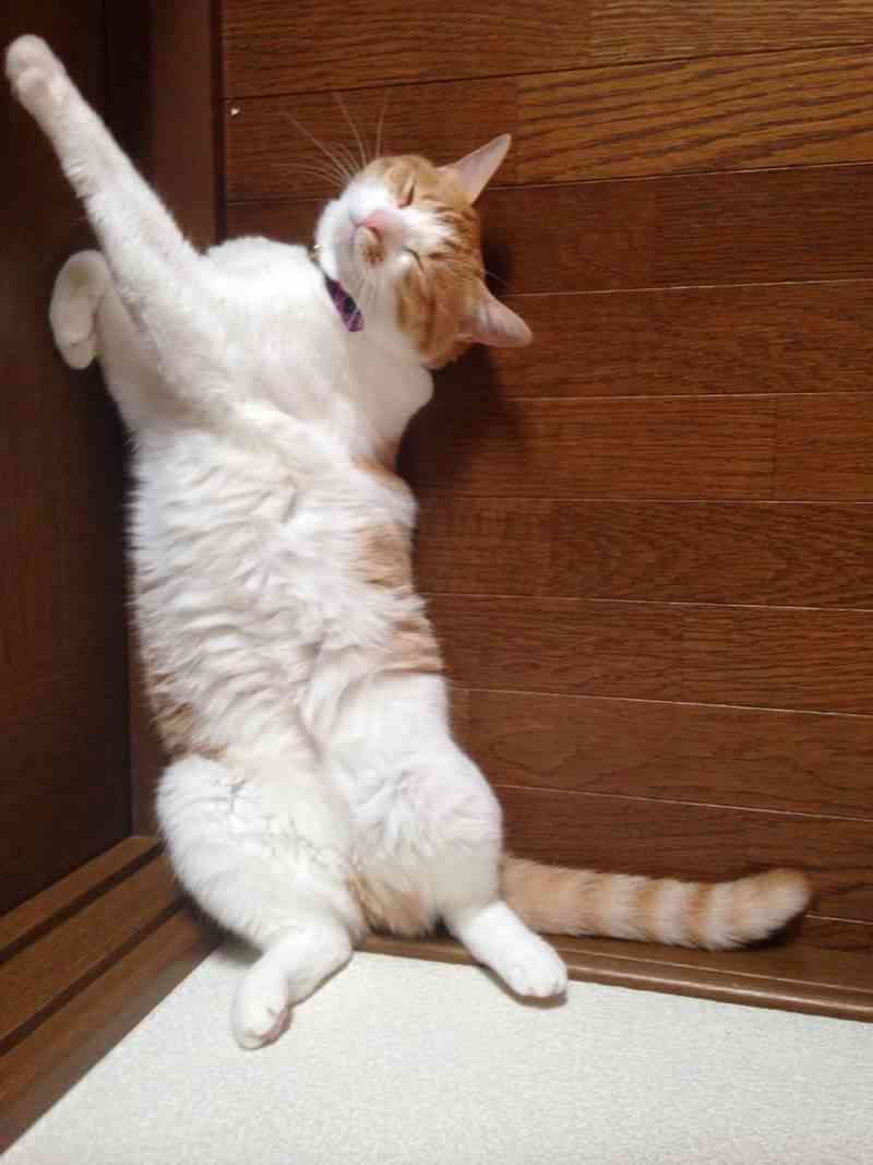 (身バレしない程度に)お宅の猫ちゃん見せてください！