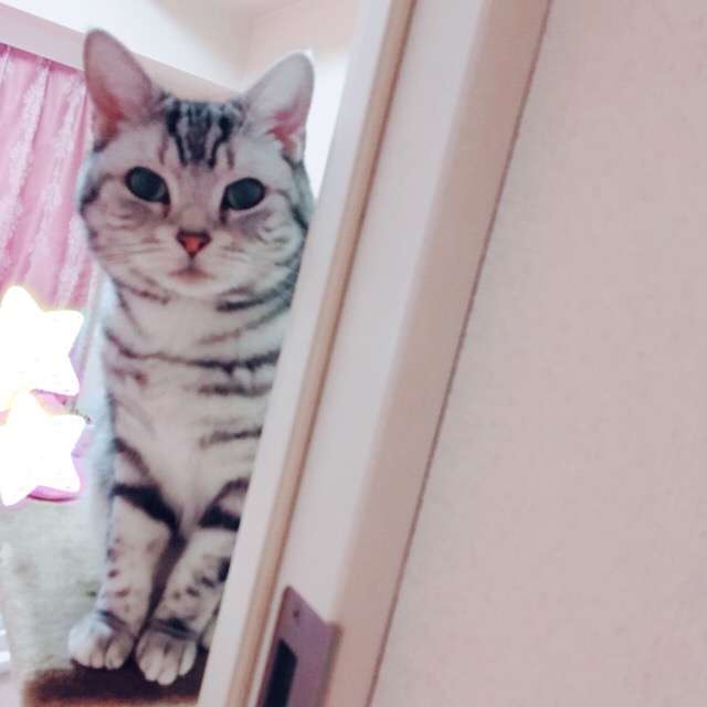 (身バレしない程度に)お宅の猫ちゃん見せてください！