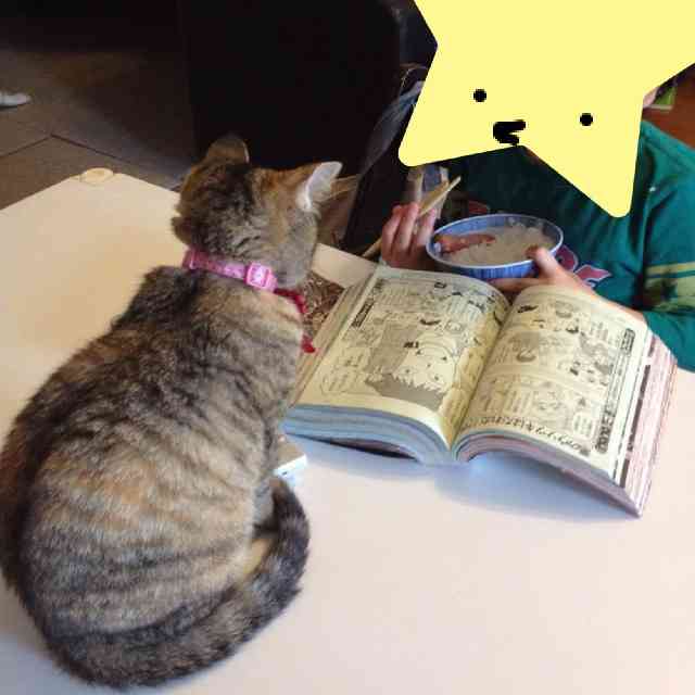 (身バレしない程度に)お宅の猫ちゃん見せてください！