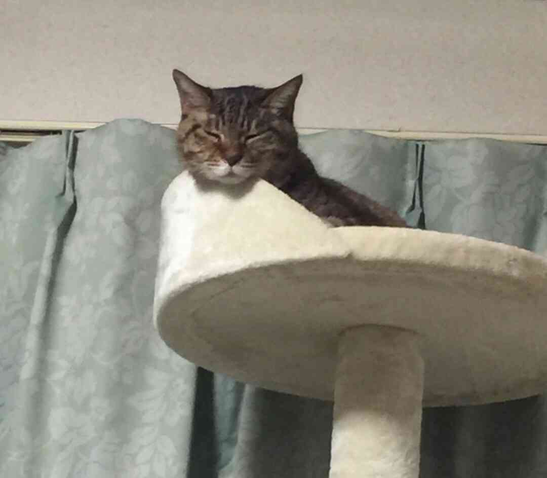 (身バレしない程度に)お宅の猫ちゃん見せてください！