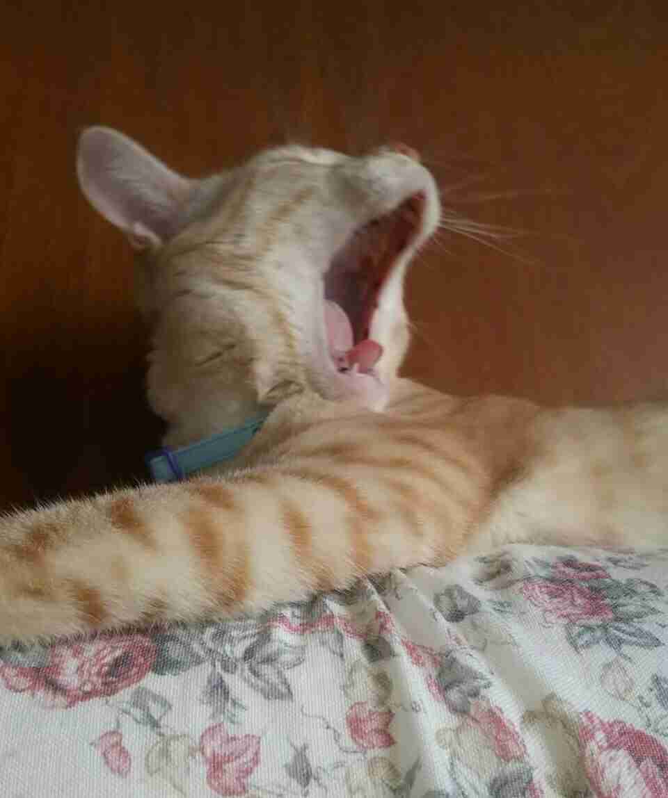 (身バレしない程度に)お宅の猫ちゃん見せてください！