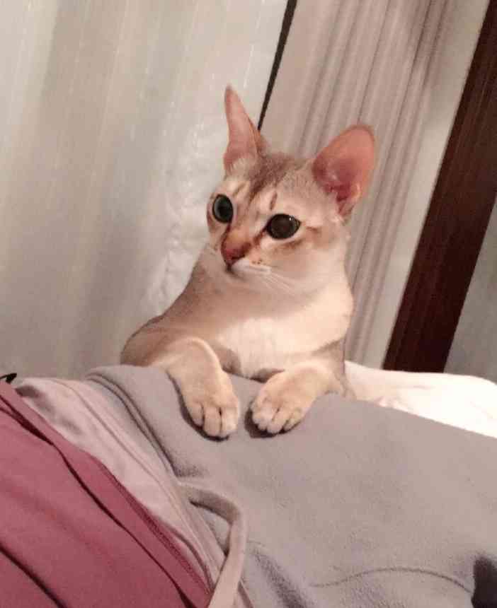 (身バレしない程度に)お宅の猫ちゃん見せてください！