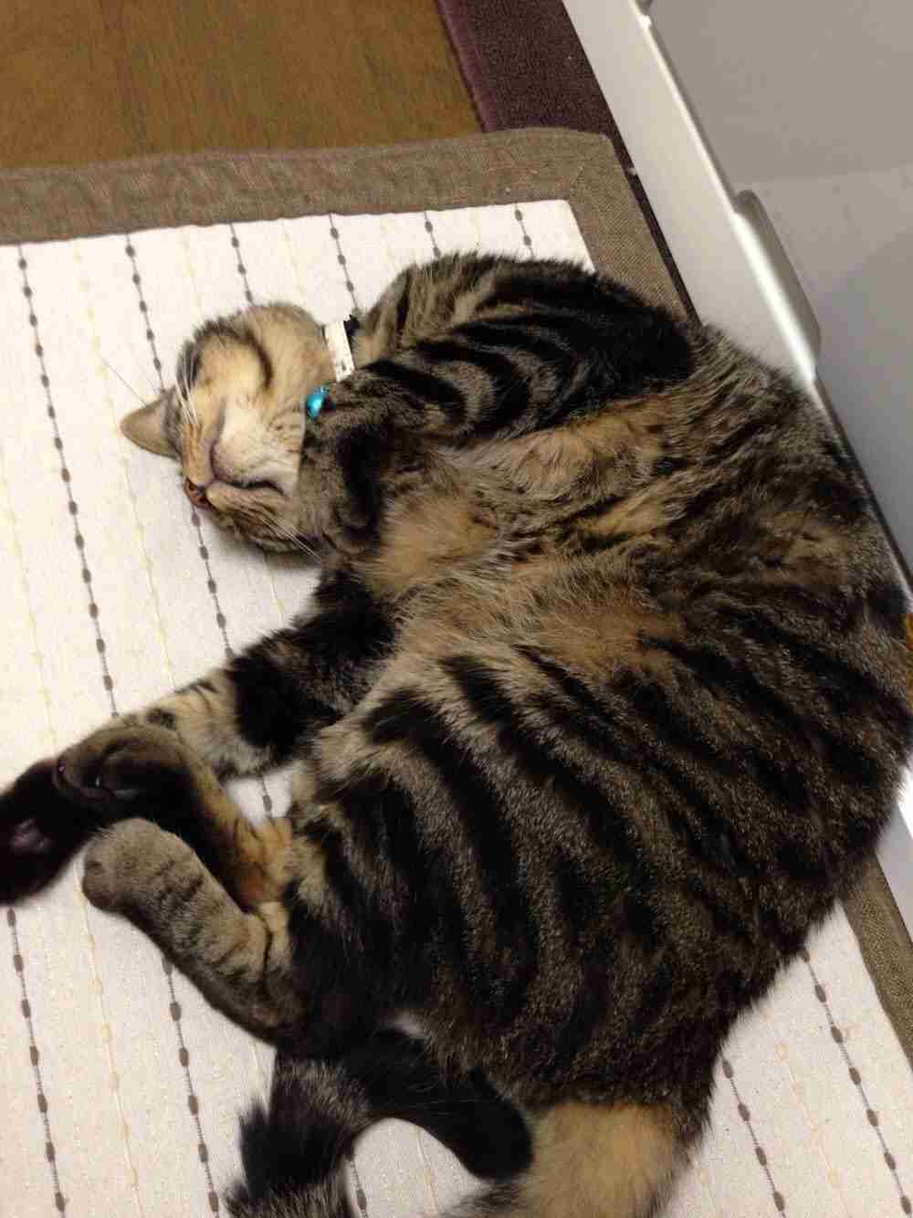 (身バレしない程度に)お宅の猫ちゃん見せてください！