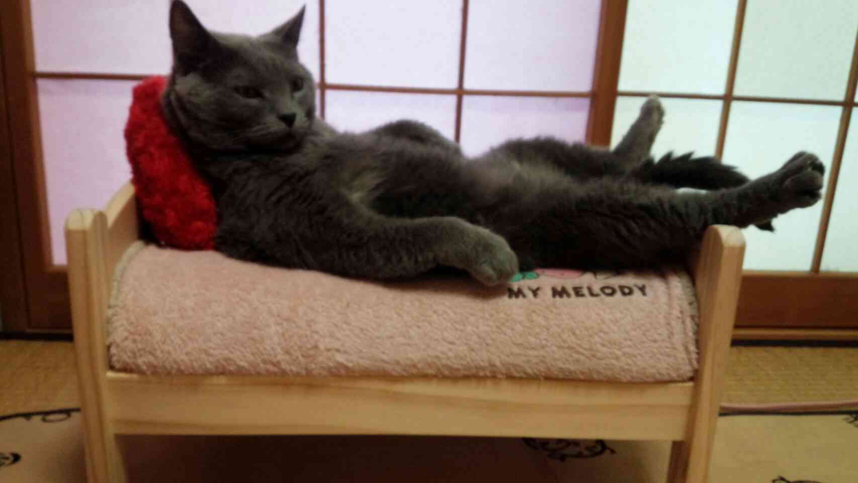 (身バレしない程度に)お宅の猫ちゃん見せてください！
