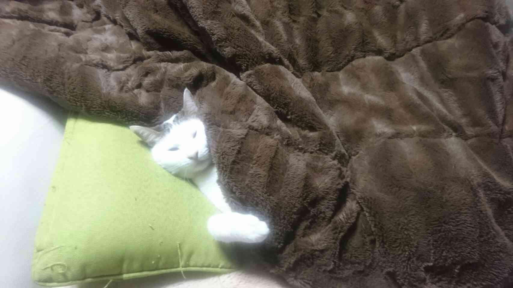 (身バレしない程度に)お宅の猫ちゃん見せてください！