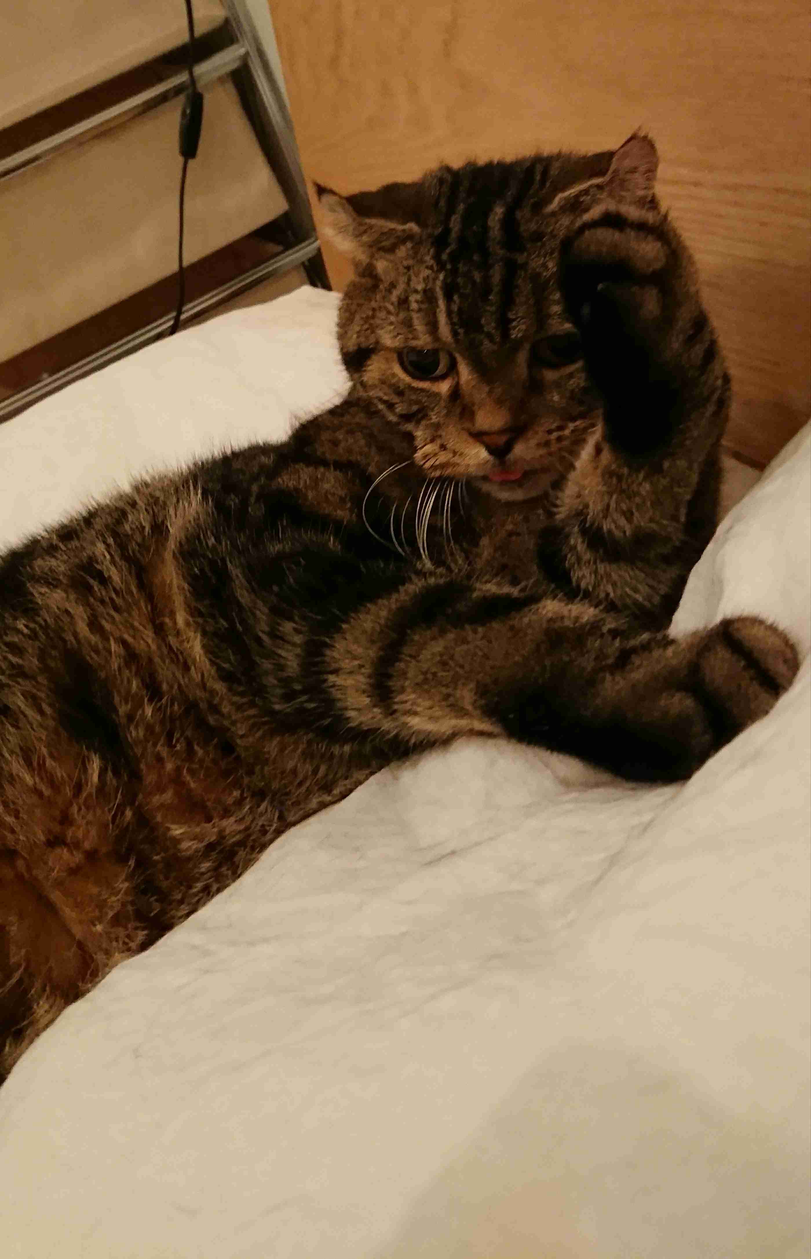 (身バレしない程度に)お宅の猫ちゃん見せてください！