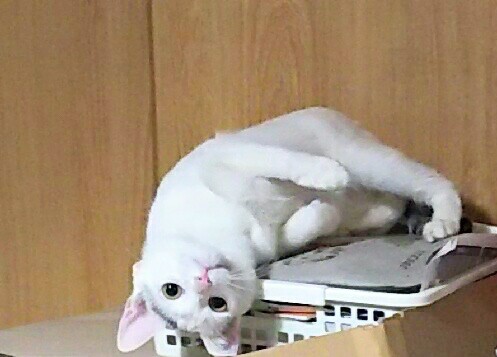 (身バレしない程度に)お宅の猫ちゃん見せてください！