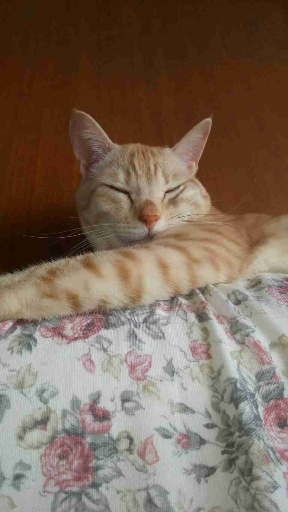 (身バレしない程度に)お宅の猫ちゃん見せてください！