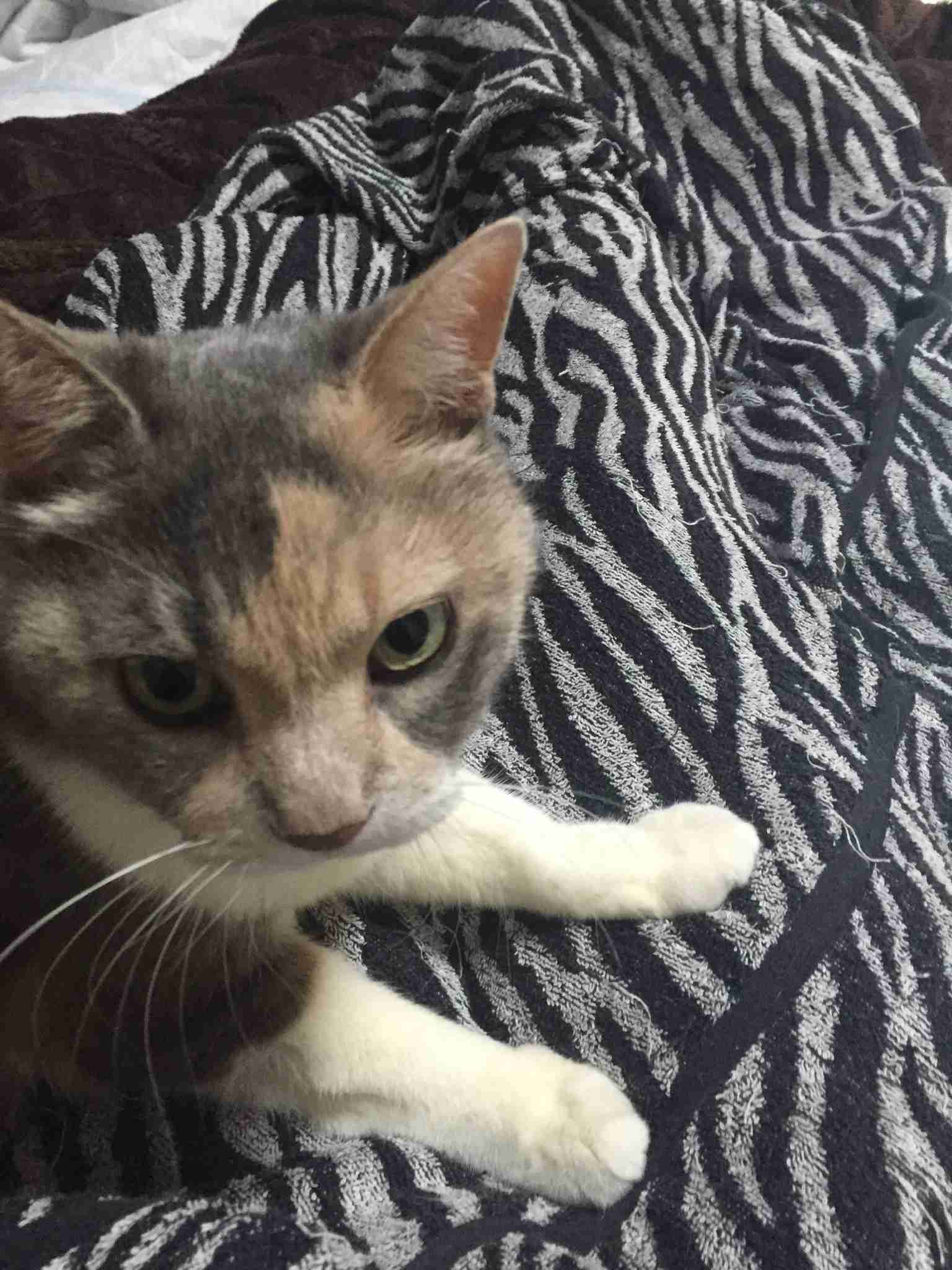 (身バレしない程度に)お宅の猫ちゃん見せてください！
