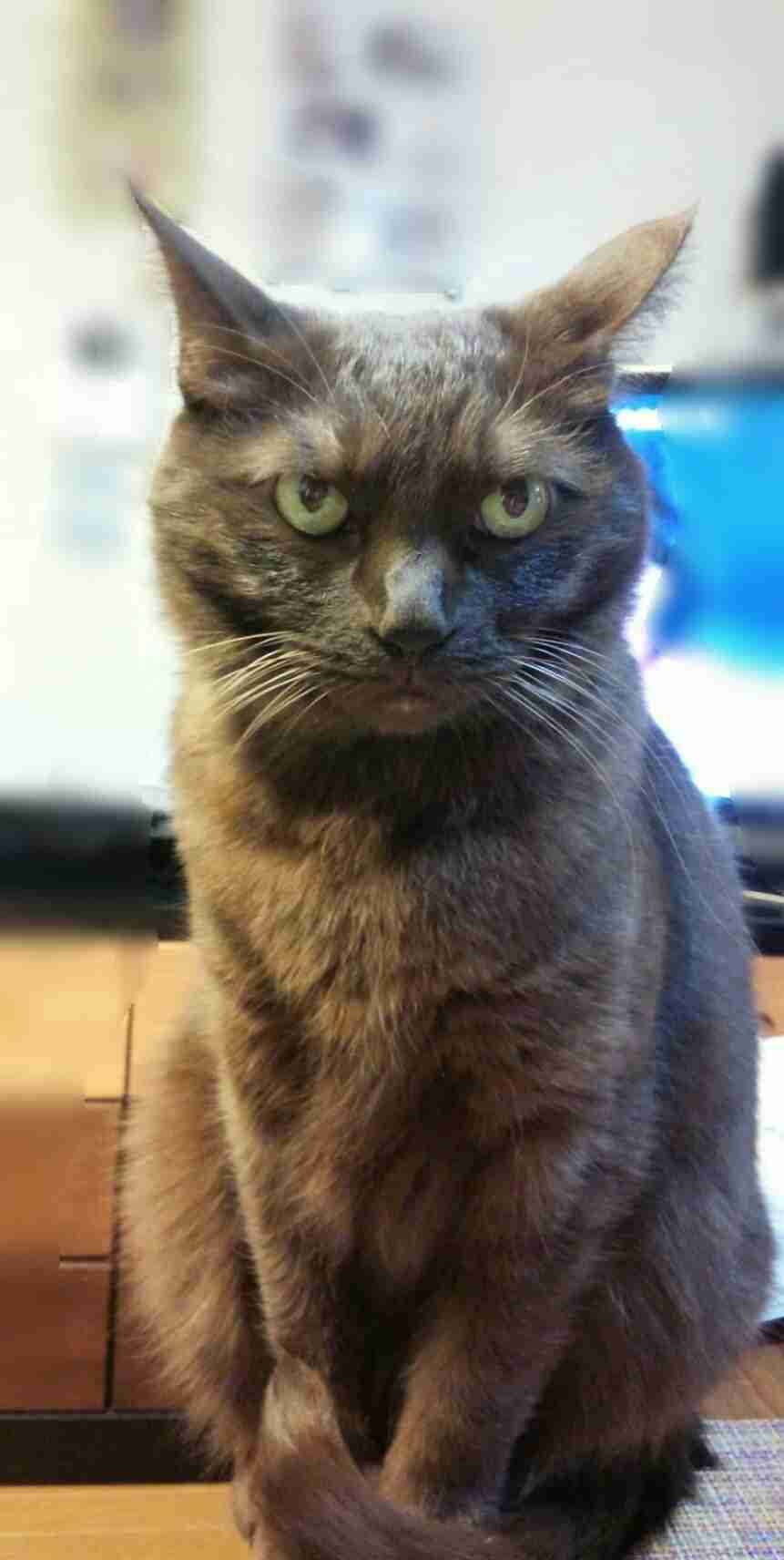 (身バレしない程度に)お宅の猫ちゃん見せてください！