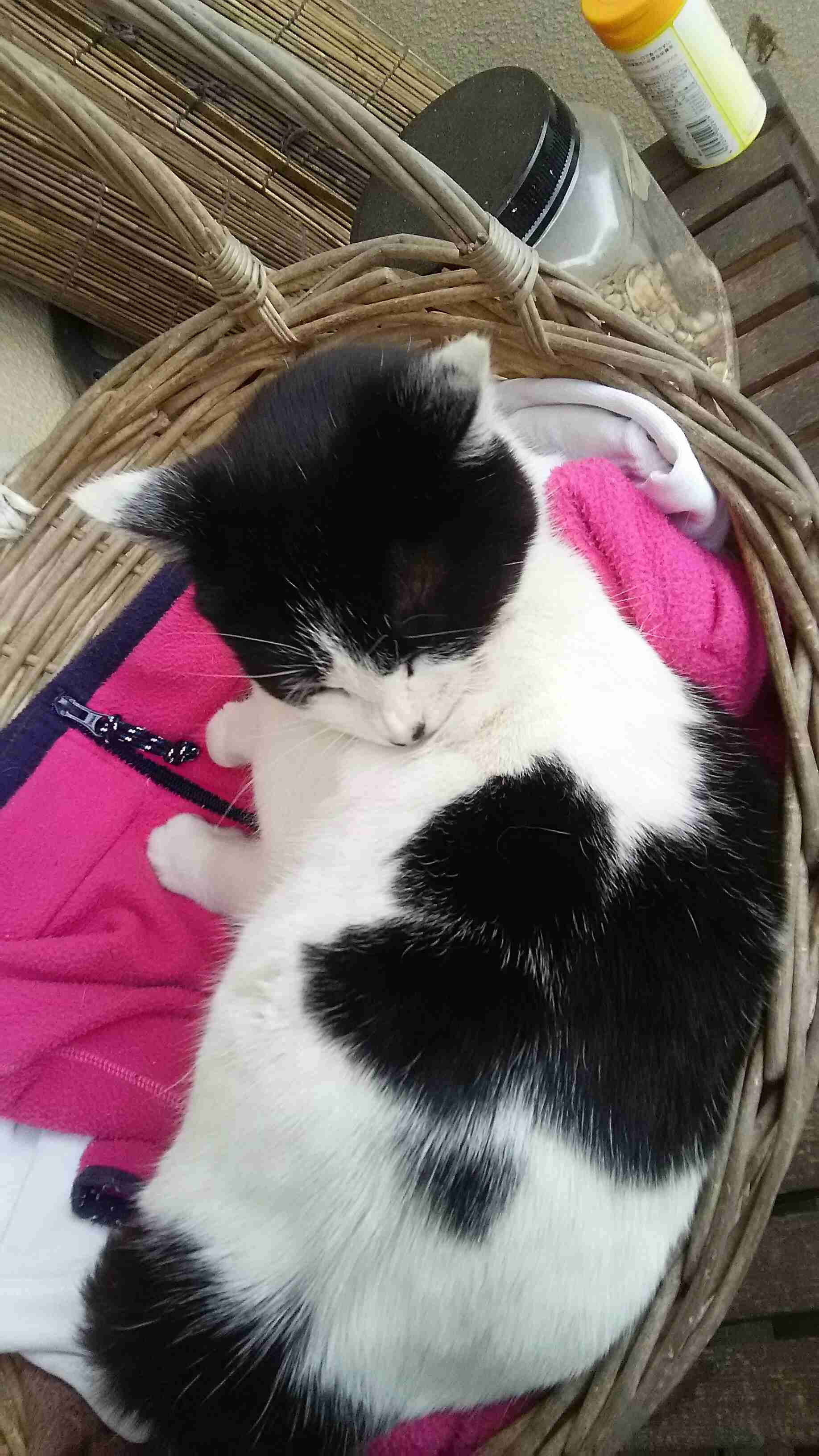 (身バレしない程度に)お宅の猫ちゃん見せてください！