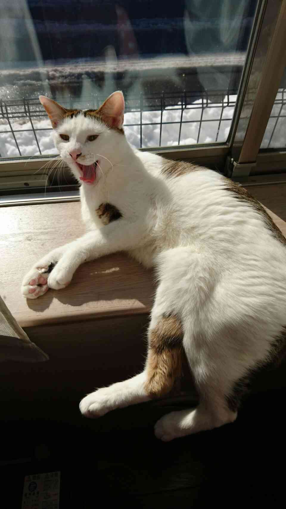 (身バレしない程度に)お宅の猫ちゃん見せてください！