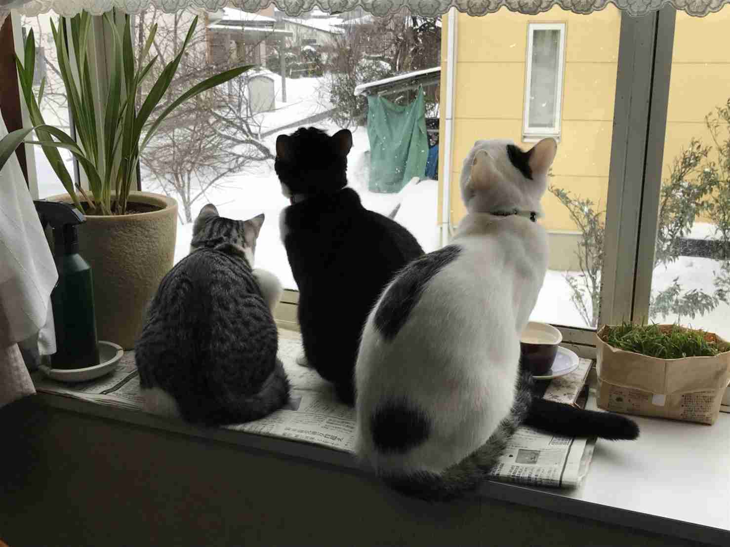 (身バレしない程度に)お宅の猫ちゃん見せてください！