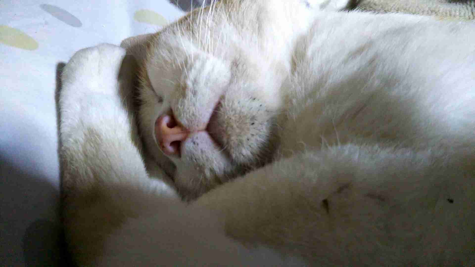 (身バレしない程度に)お宅の猫ちゃん見せてください！