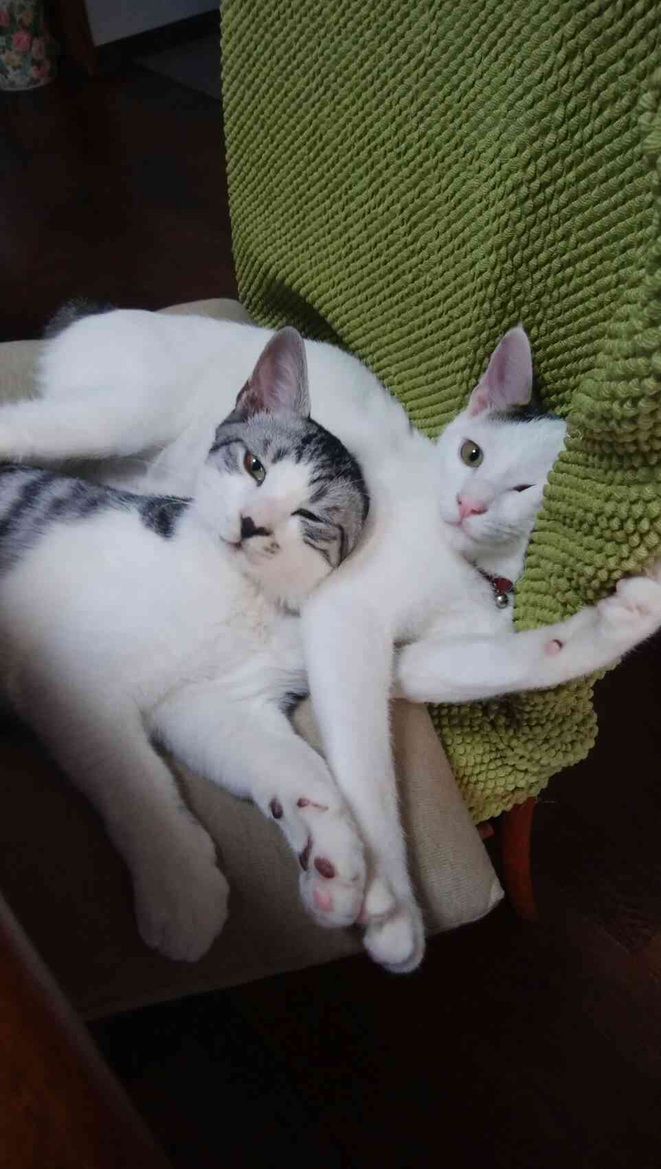 (身バレしない程度に)お宅の猫ちゃん見せてください！