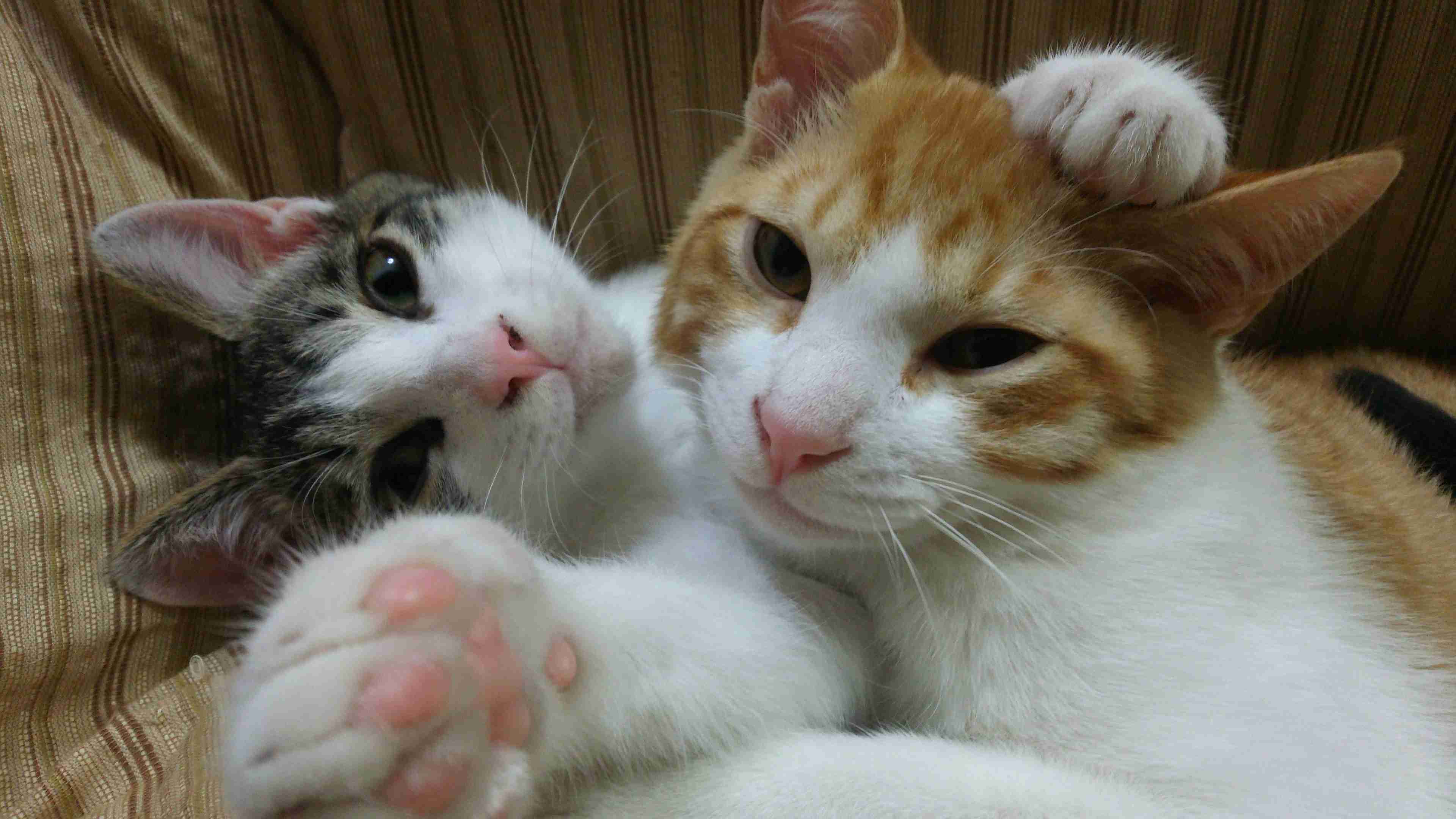 (身バレしない程度に)お宅の猫ちゃん見せてください！