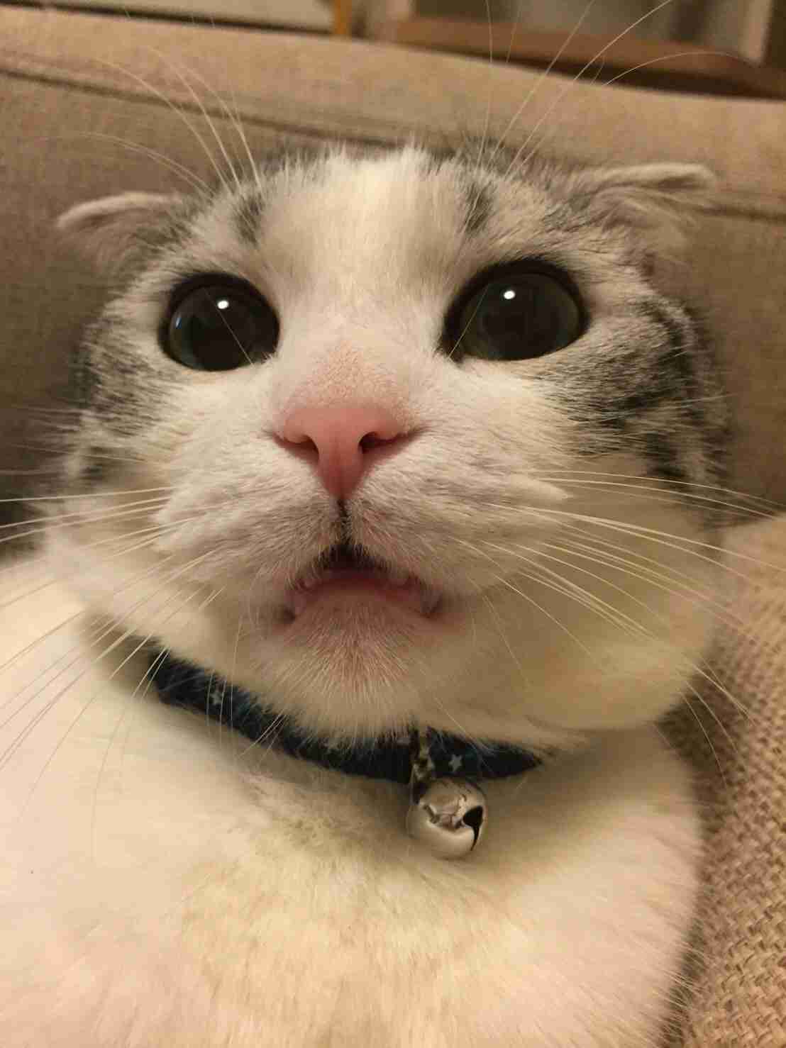 (身バレしない程度に)お宅の猫ちゃん見せてください！