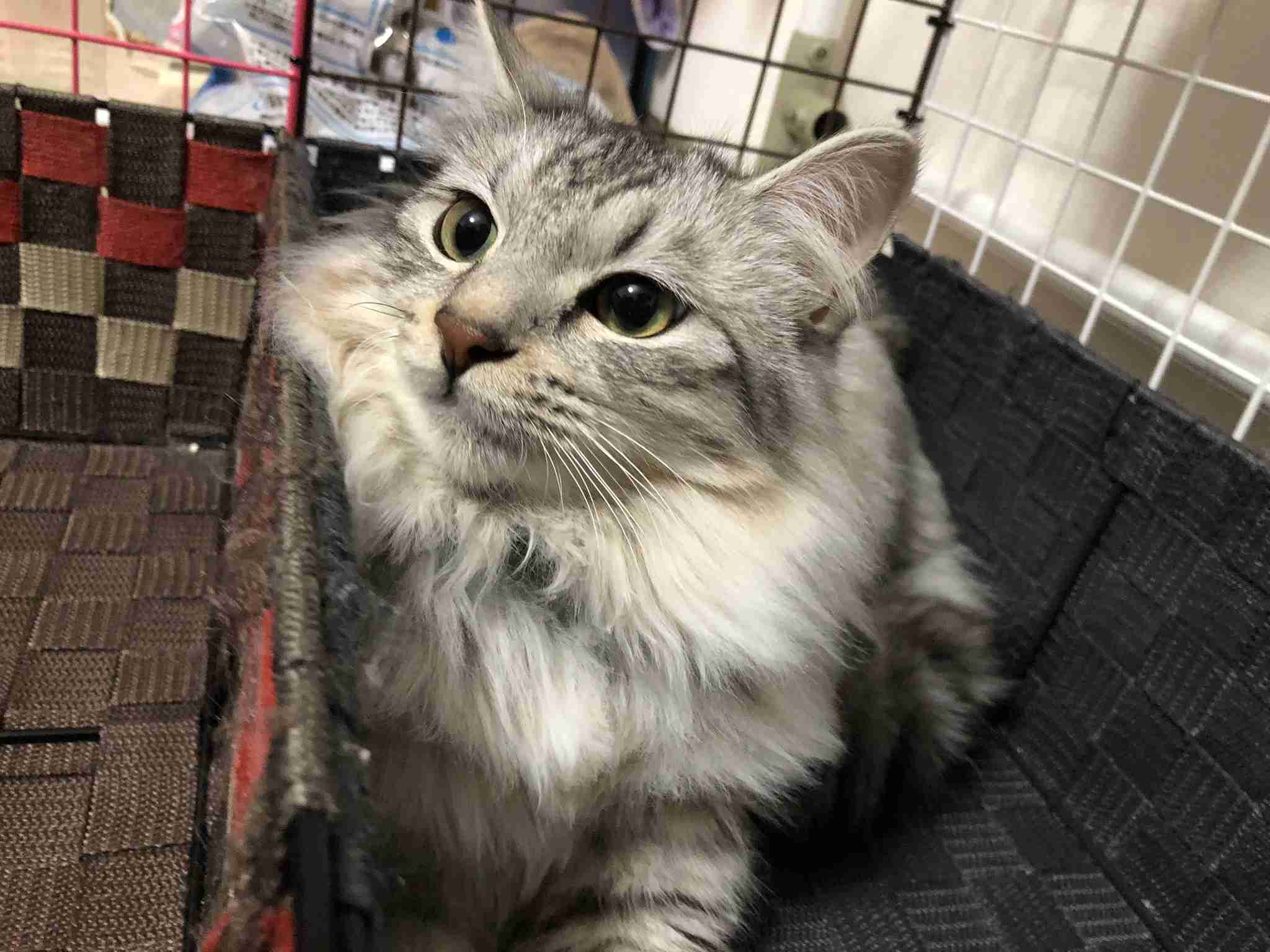 (身バレしない程度に)お宅の猫ちゃん見せてください！