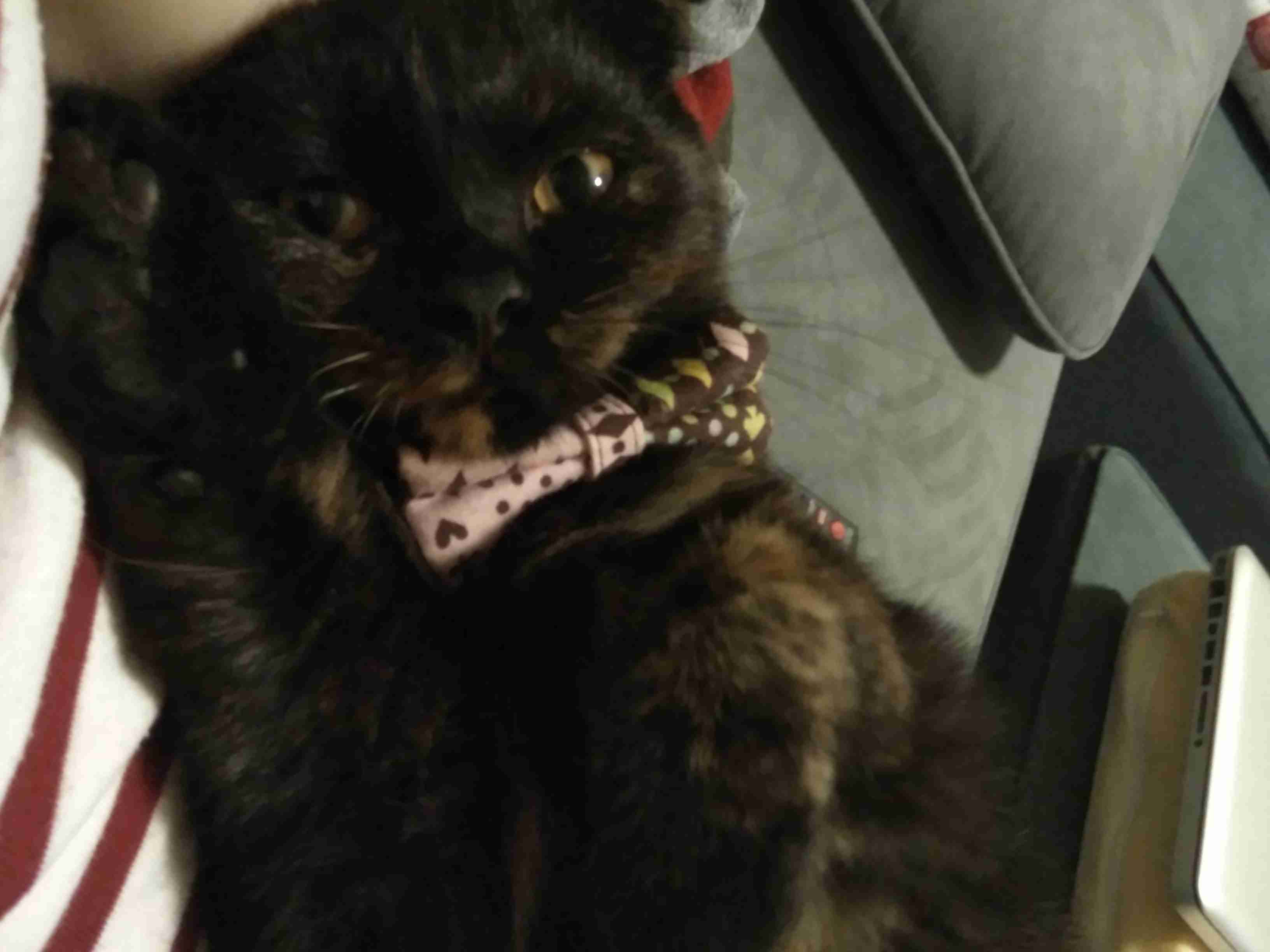 (身バレしない程度に)お宅の猫ちゃん見せてください！