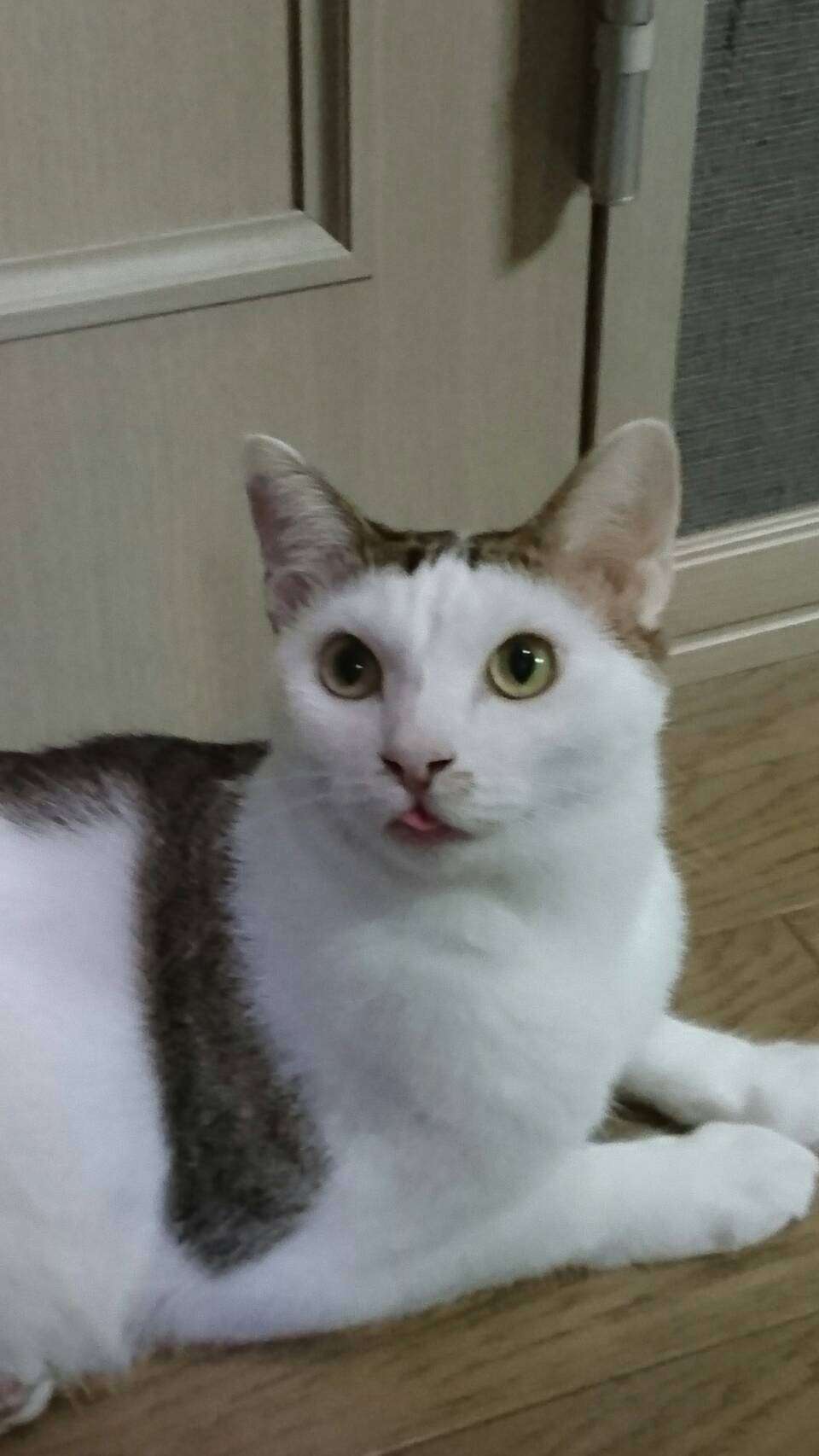 (身バレしない程度に)お宅の猫ちゃん見せてください！