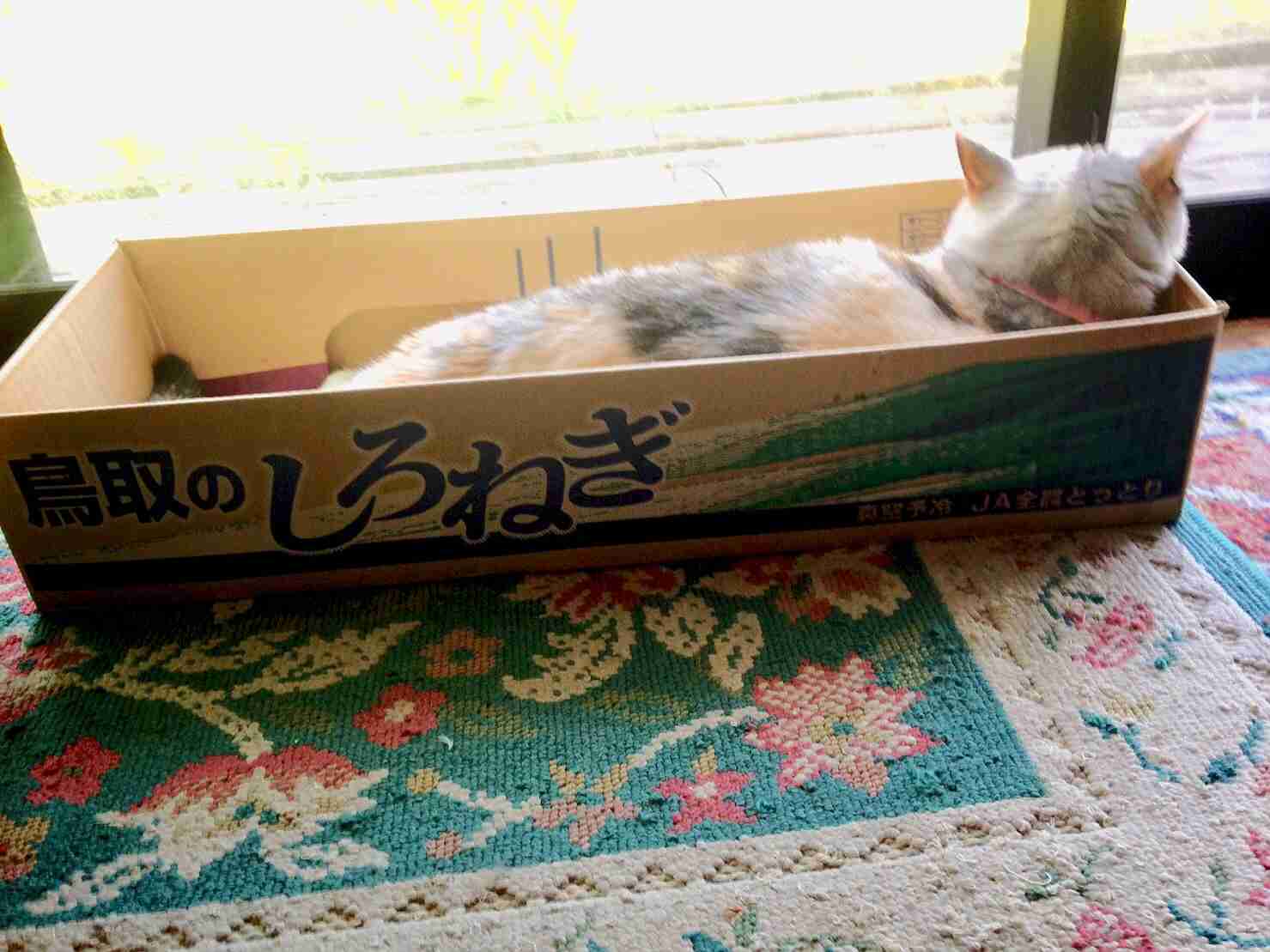 (身バレしない程度に)お宅の猫ちゃん見せてください！