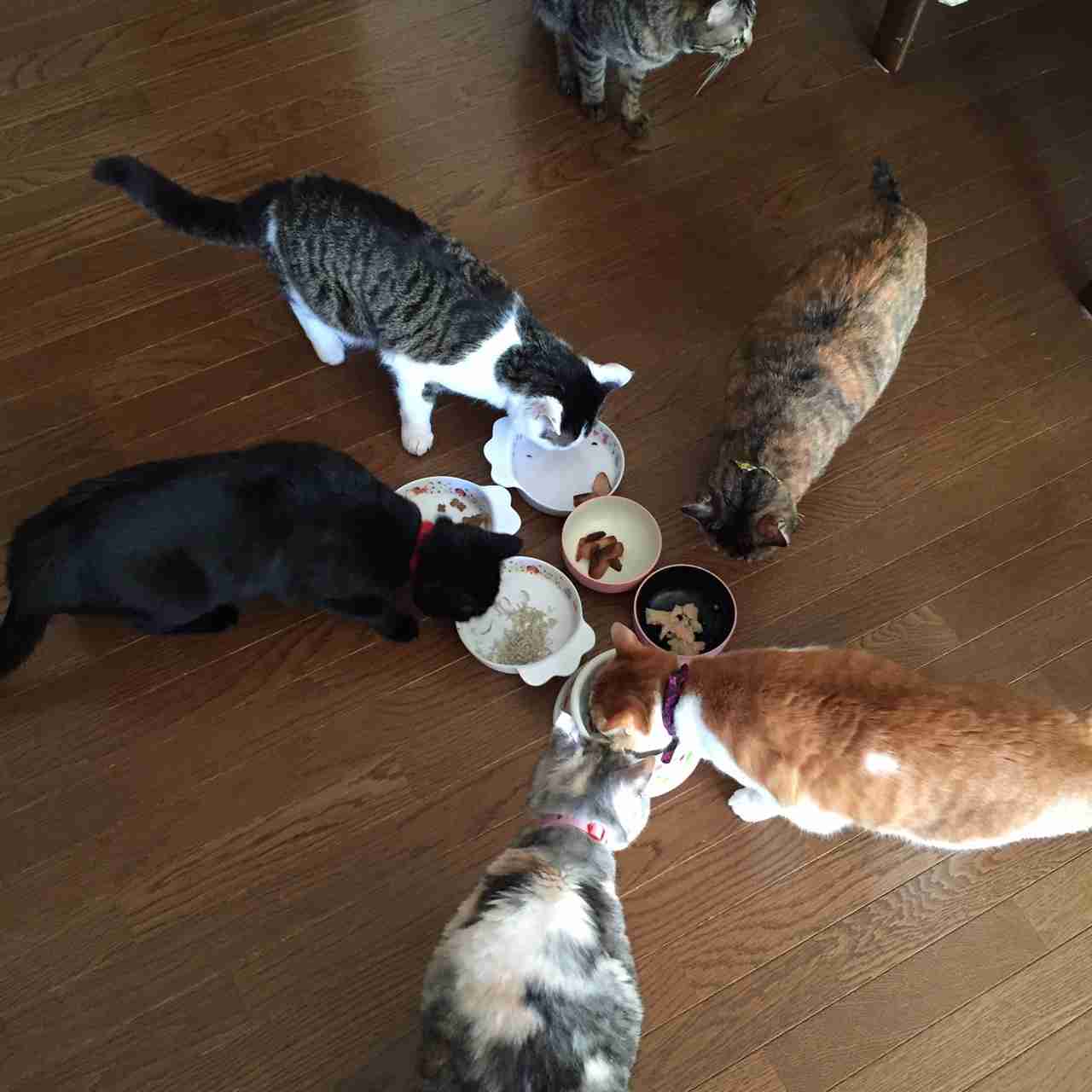 (身バレしない程度に)お宅の猫ちゃん見せてください！