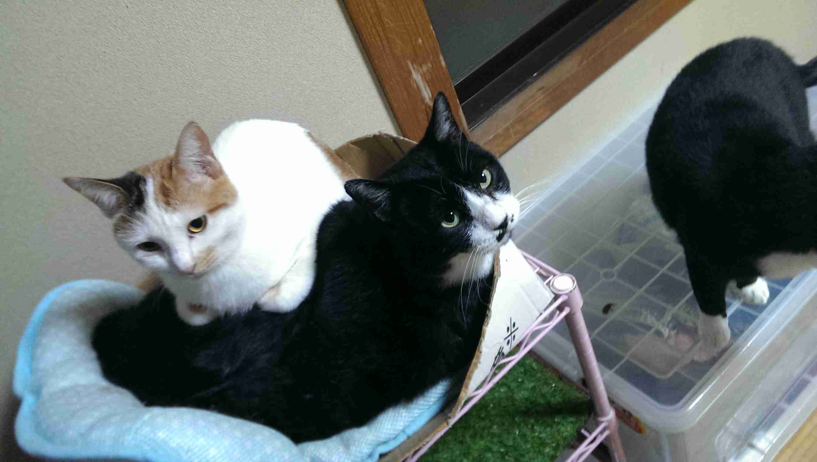 (身バレしない程度に)お宅の猫ちゃん見せてください！