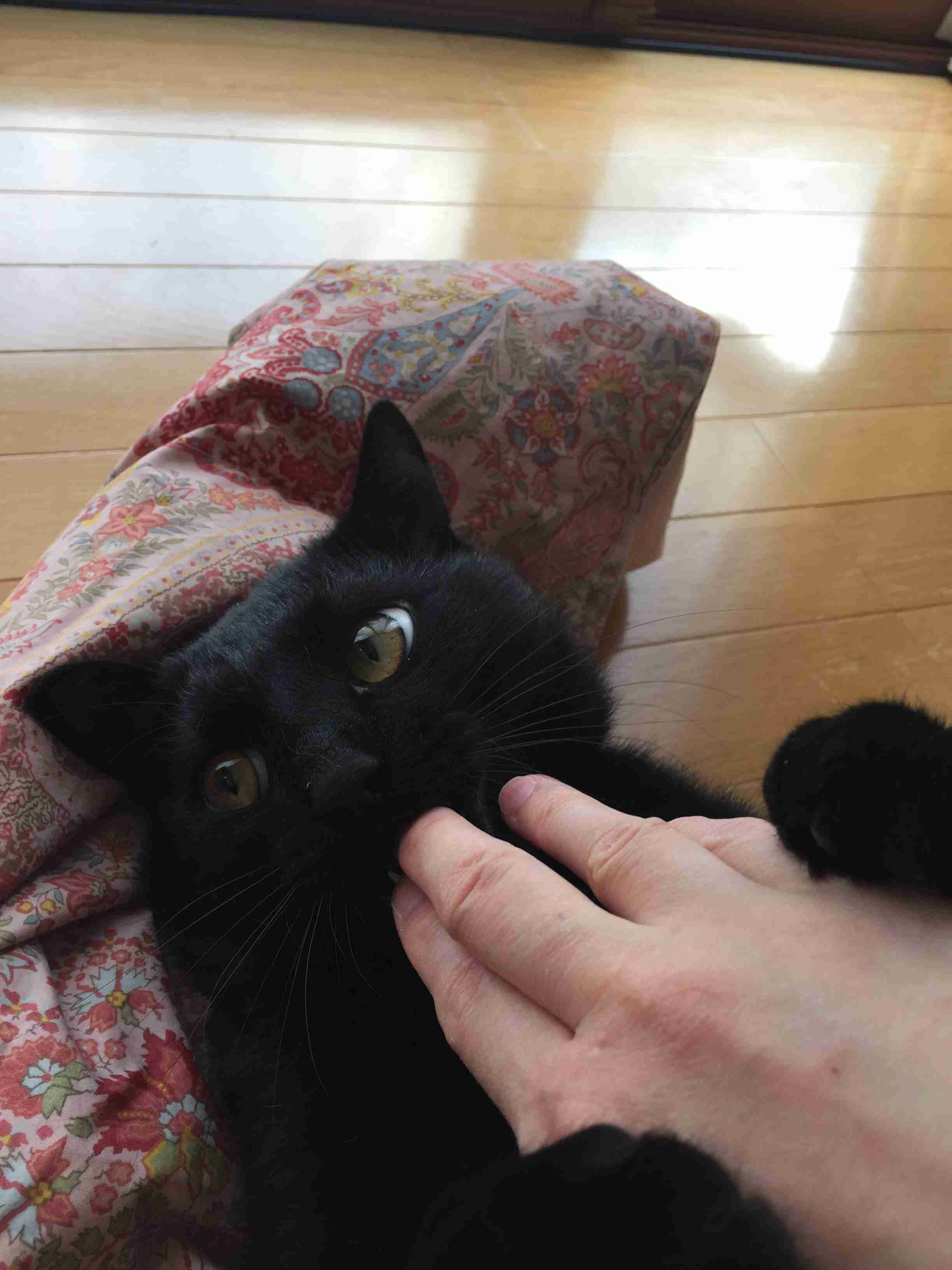 (身バレしない程度に)お宅の猫ちゃん見せてください！