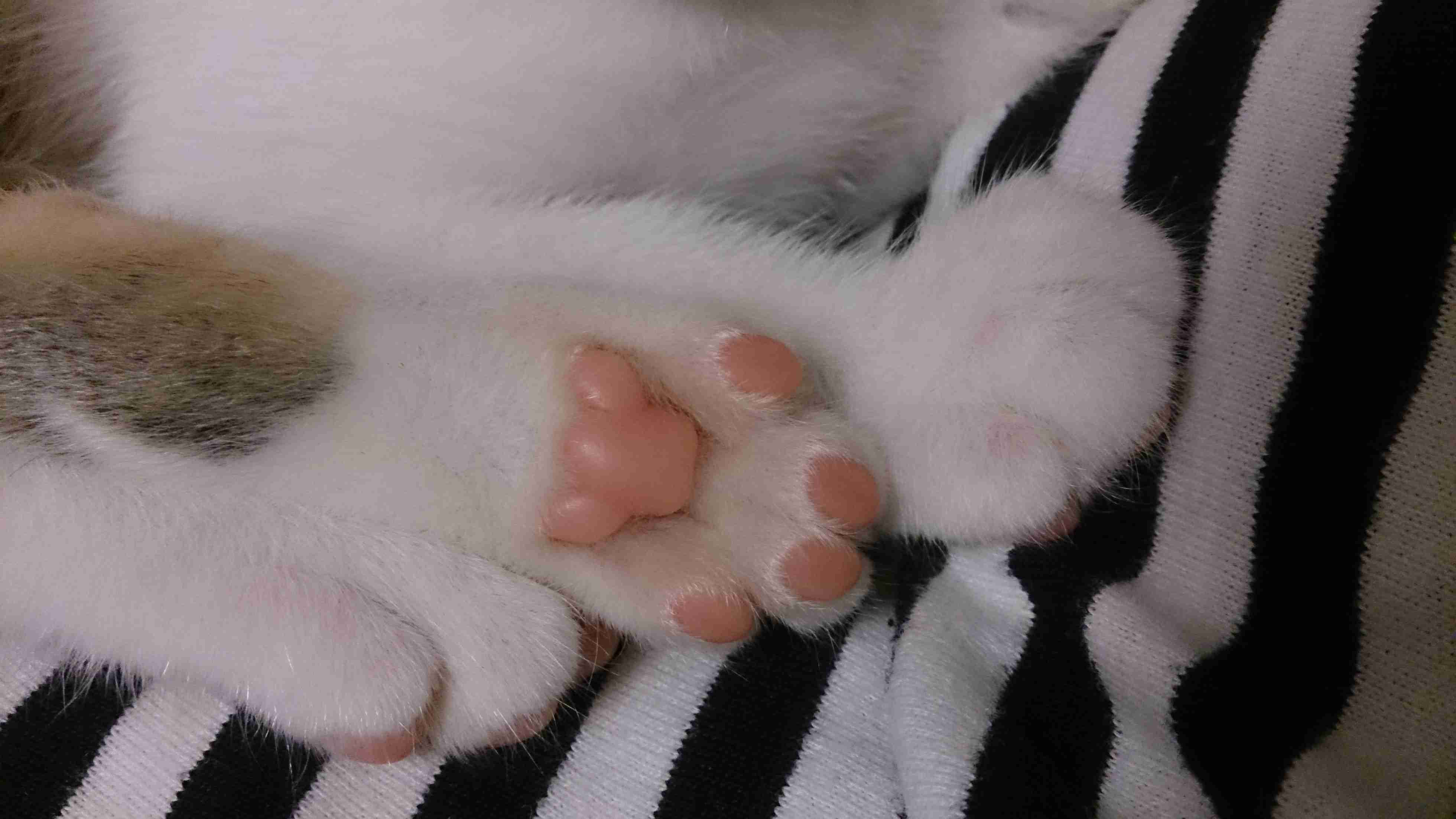(身バレしない程度に)お宅の猫ちゃん見せてください！