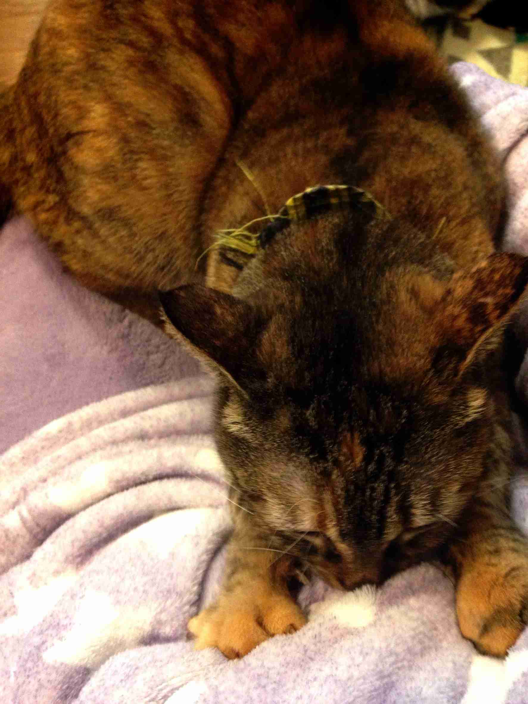 (身バレしない程度に)お宅の猫ちゃん見せてください！