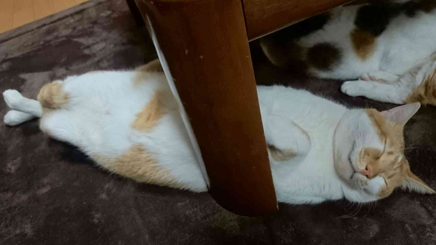 (身バレしない程度に)お宅の猫ちゃん見せてください！