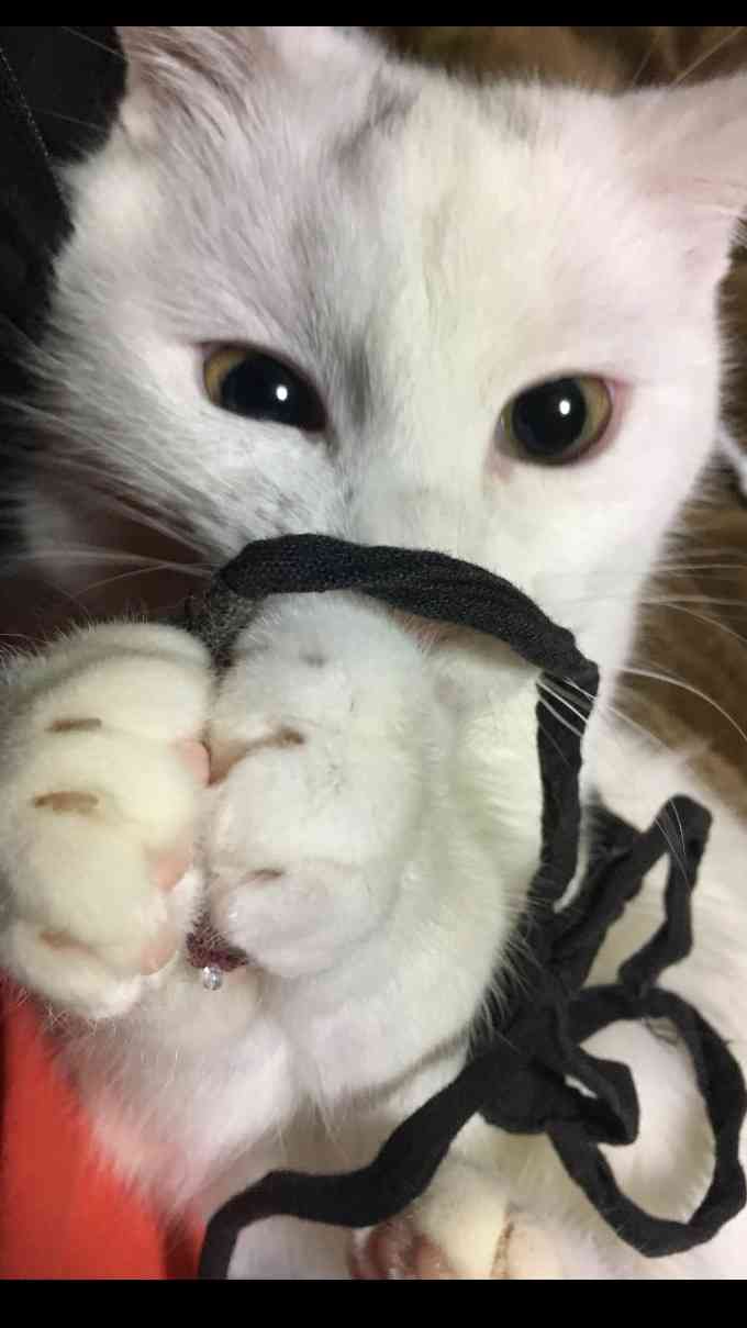 (身バレしない程度に)お宅の猫ちゃん見せてください！
