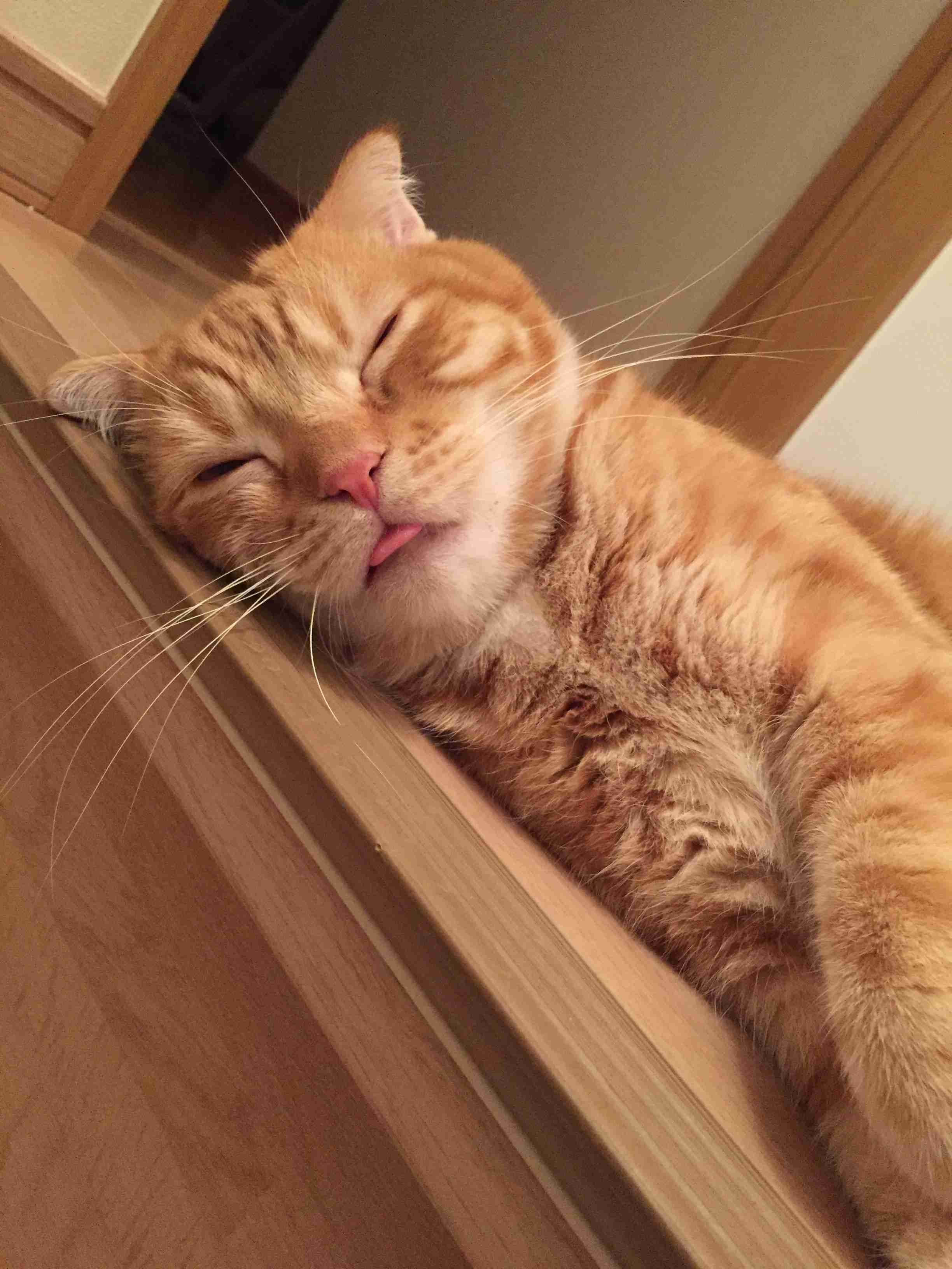 (身バレしない程度に)お宅の猫ちゃん見せてください！