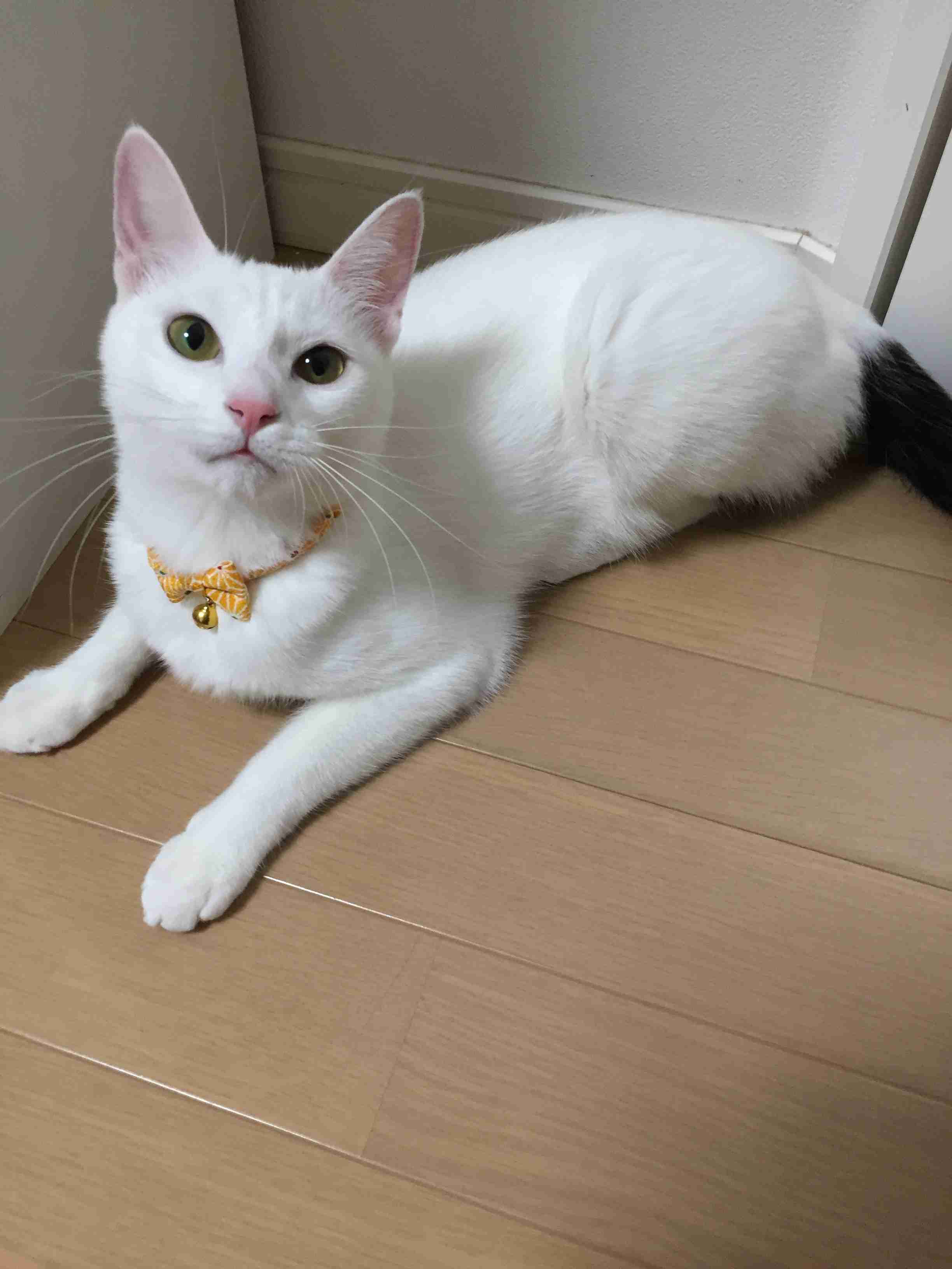 (身バレしない程度に)お宅の猫ちゃん見せてください！