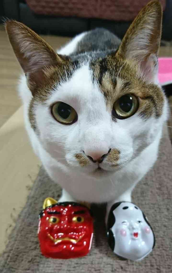 (身バレしない程度に)お宅の猫ちゃん見せてください！