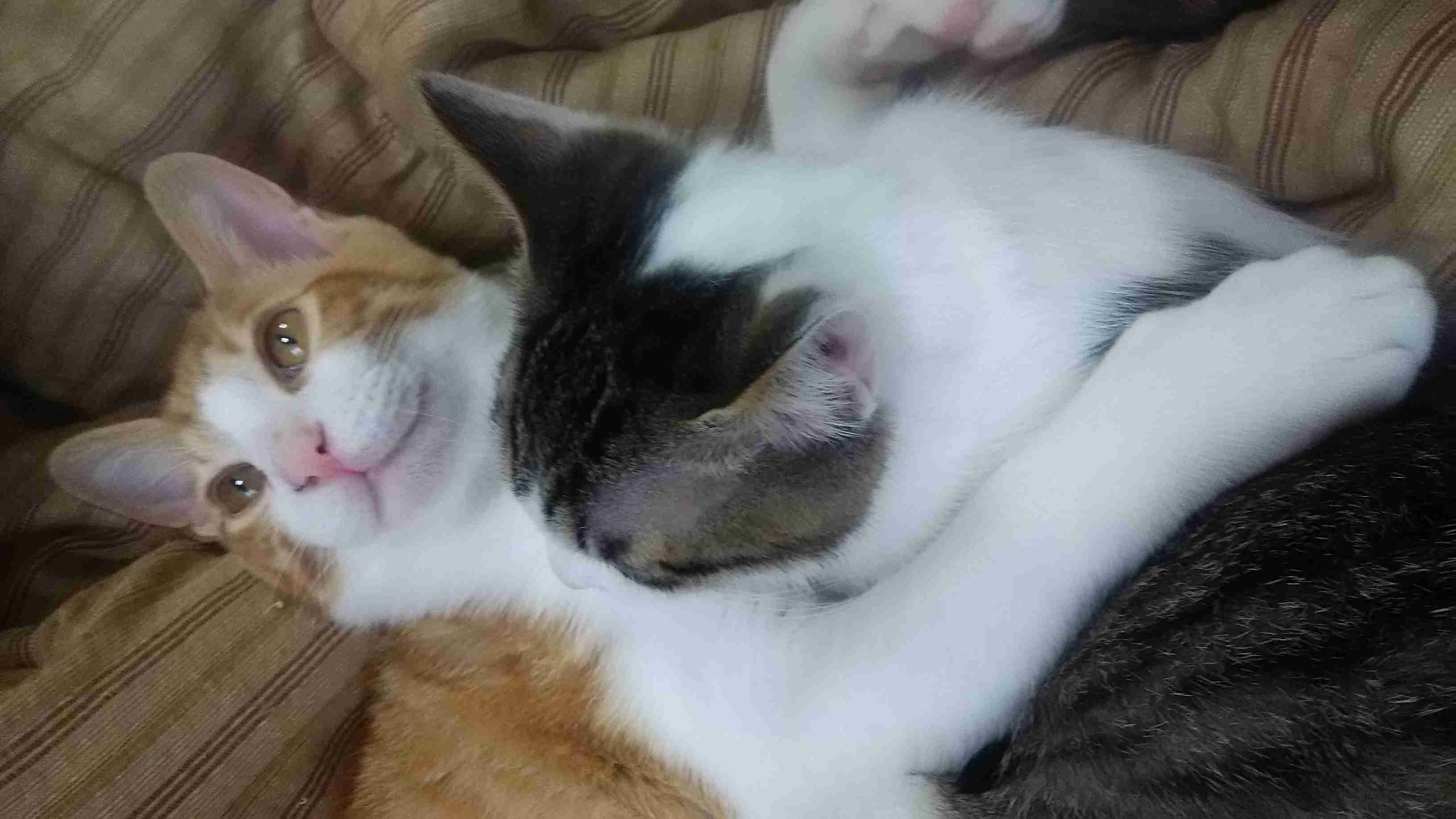 (身バレしない程度に)お宅の猫ちゃん見せてください！