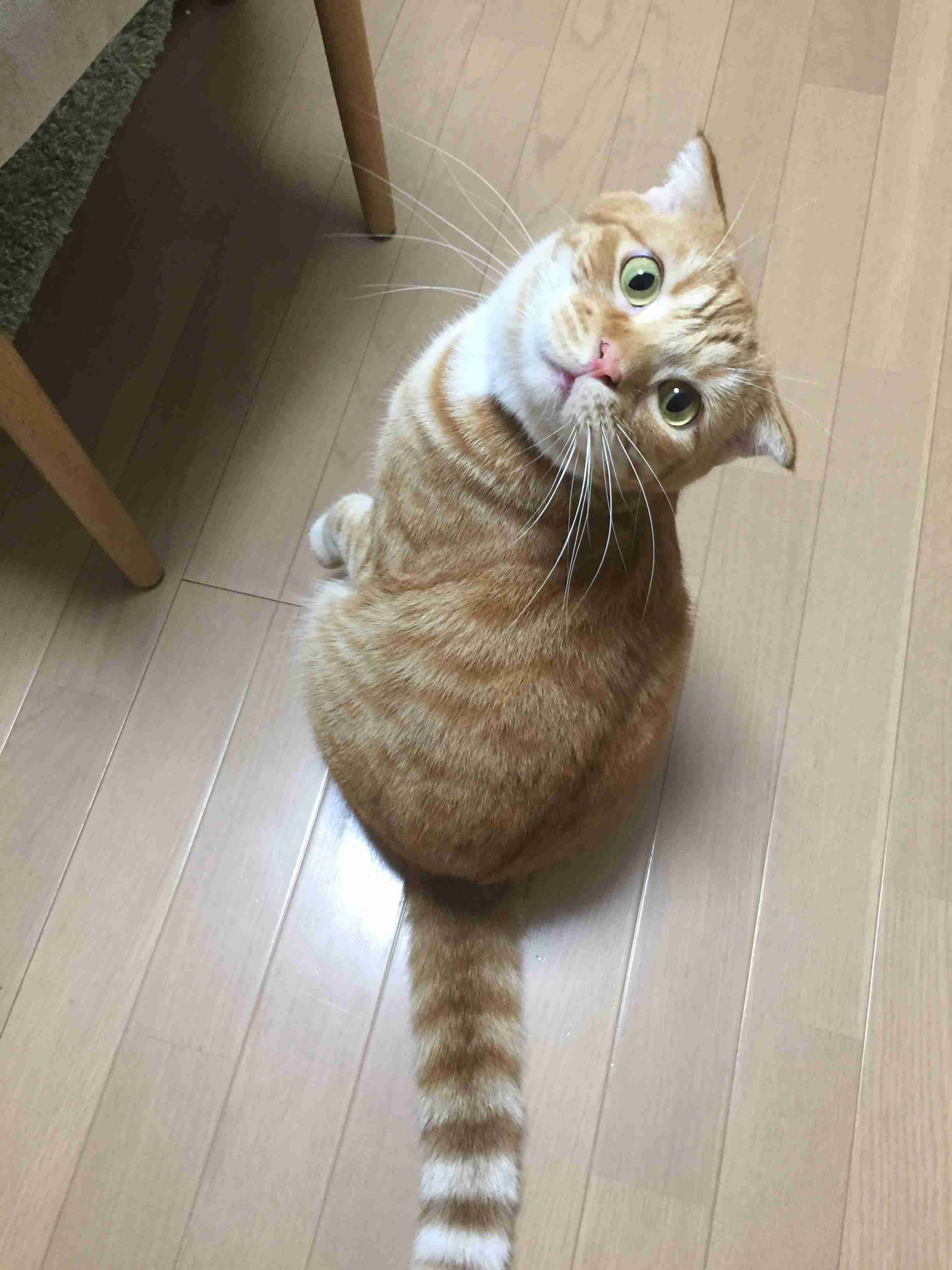 (身バレしない程度に)お宅の猫ちゃん見せてください！