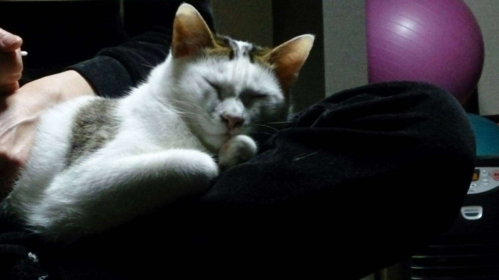 (身バレしない程度に)お宅の猫ちゃん見せてください！