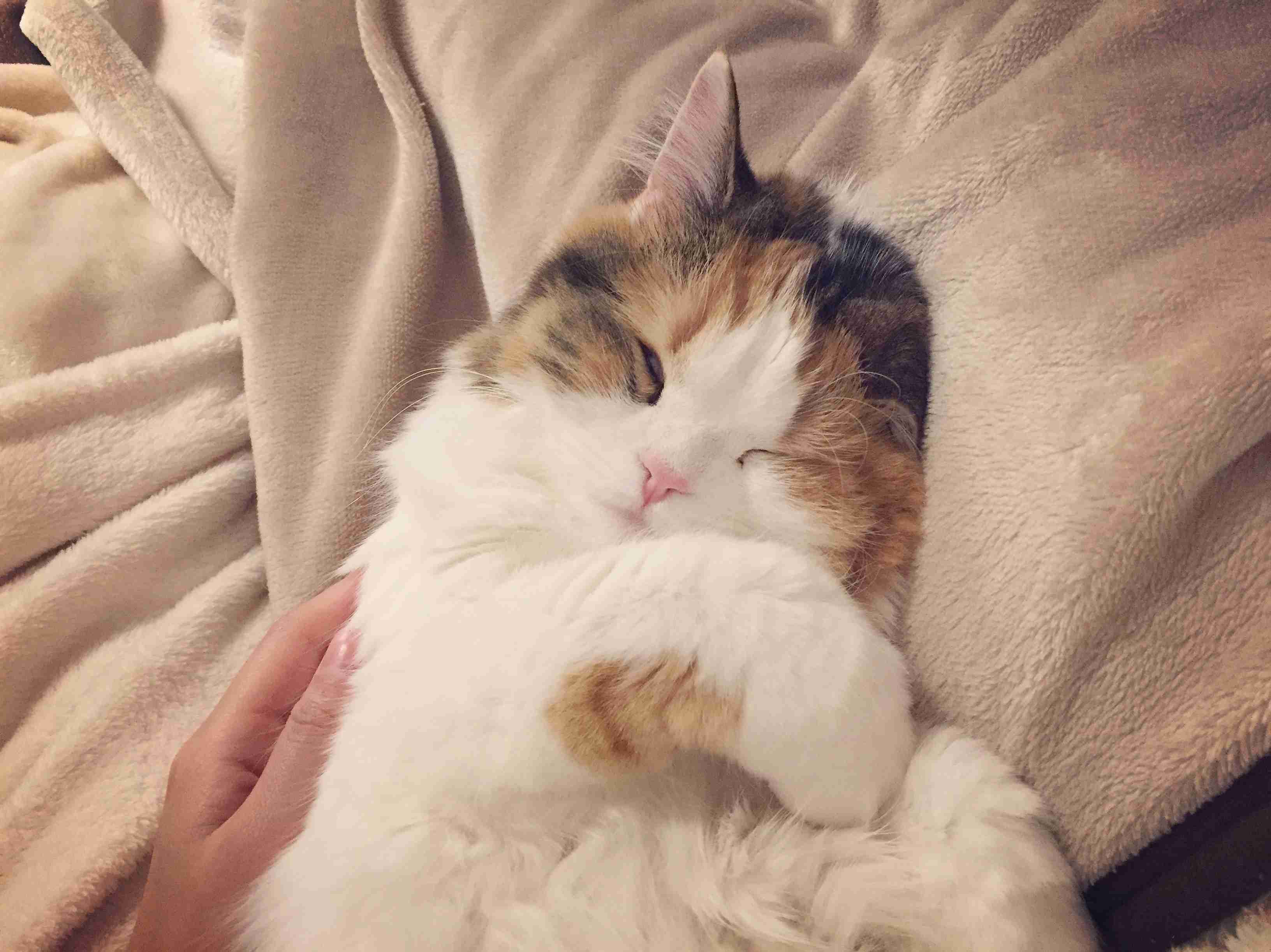 (身バレしない程度に)お宅の猫ちゃん見せてください！