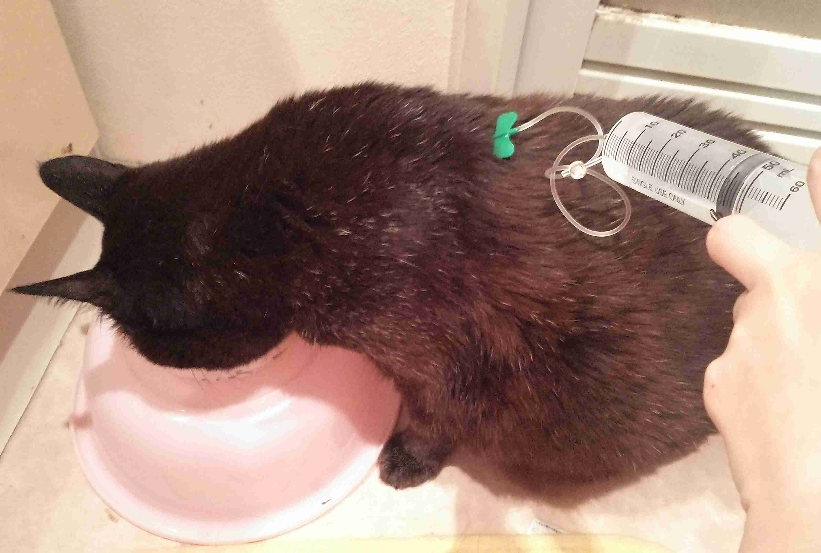 (身バレしない程度に)お宅の猫ちゃん見せてください！
