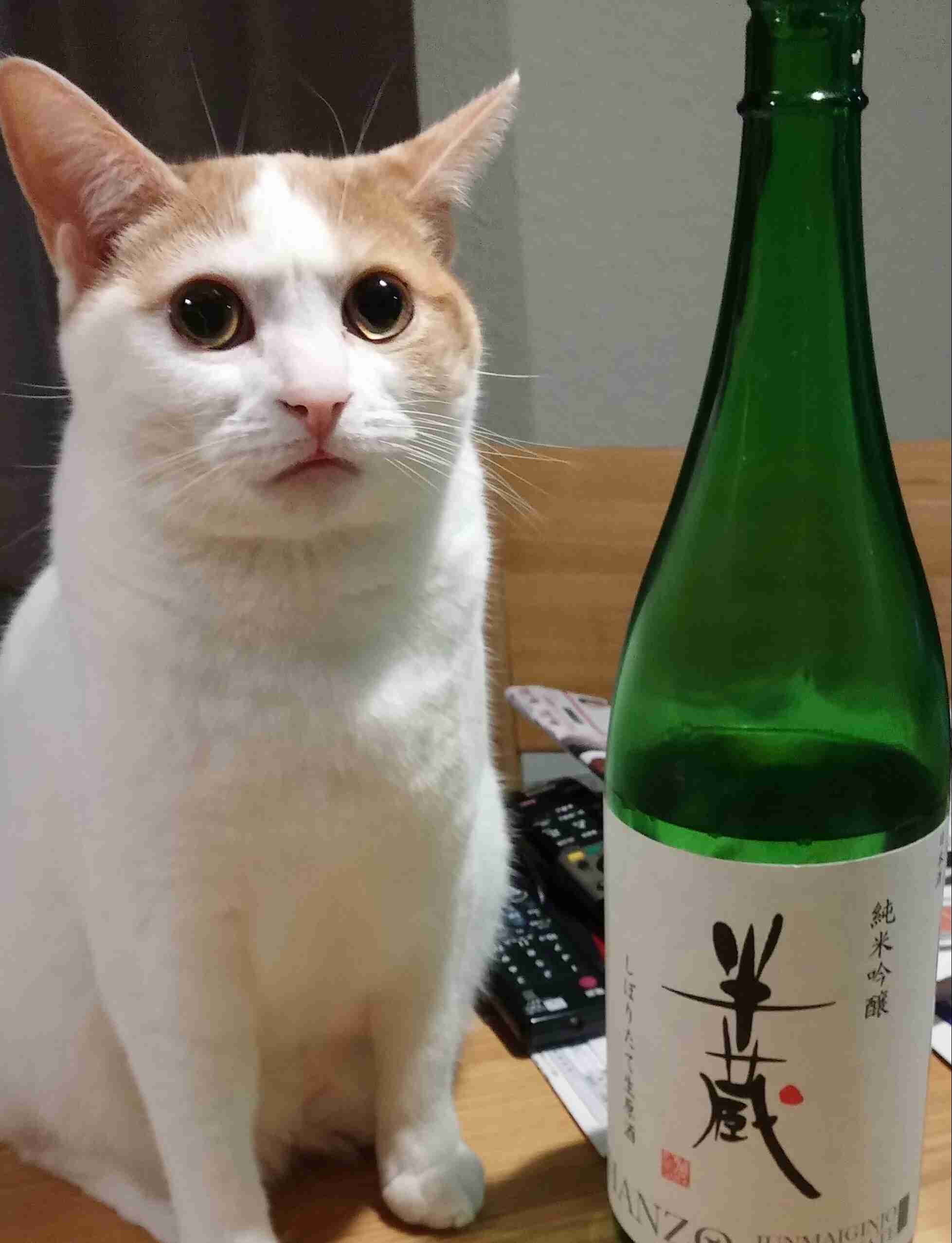 (身バレしない程度に)お宅の猫ちゃん見せてください！