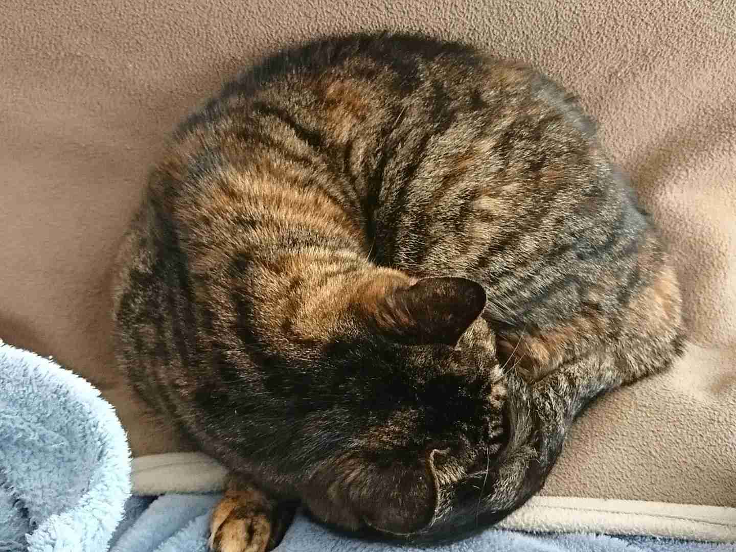 (身バレしない程度に)お宅の猫ちゃん見せてください！