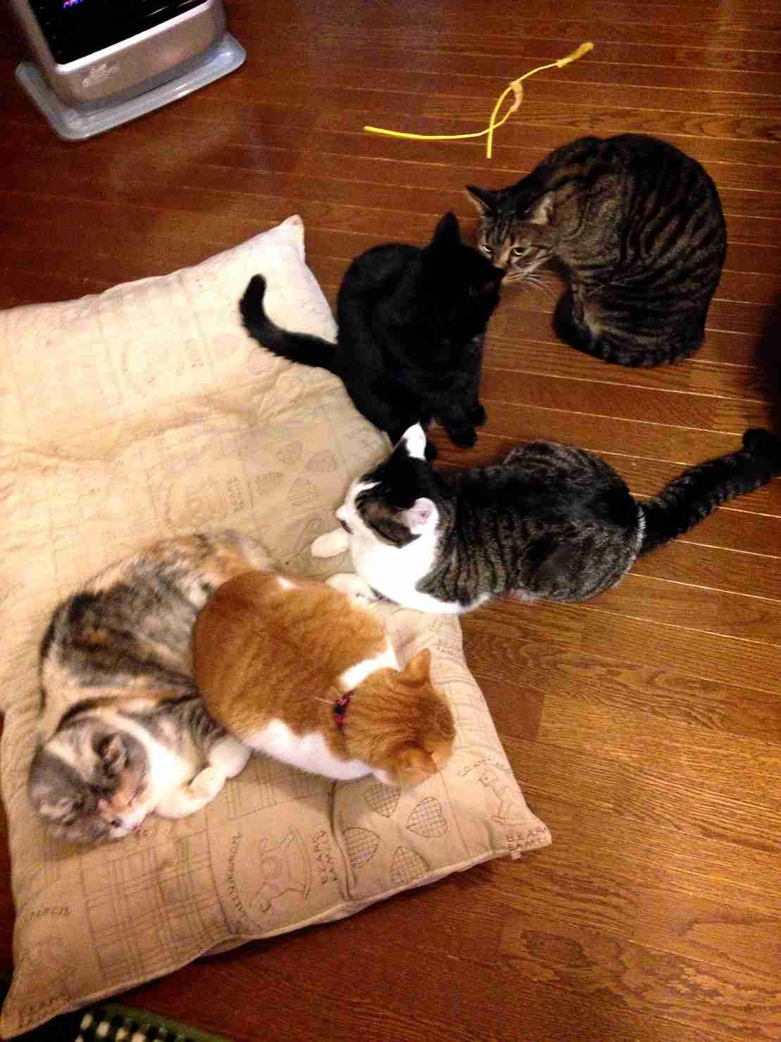(身バレしない程度に)お宅の猫ちゃん見せてください！