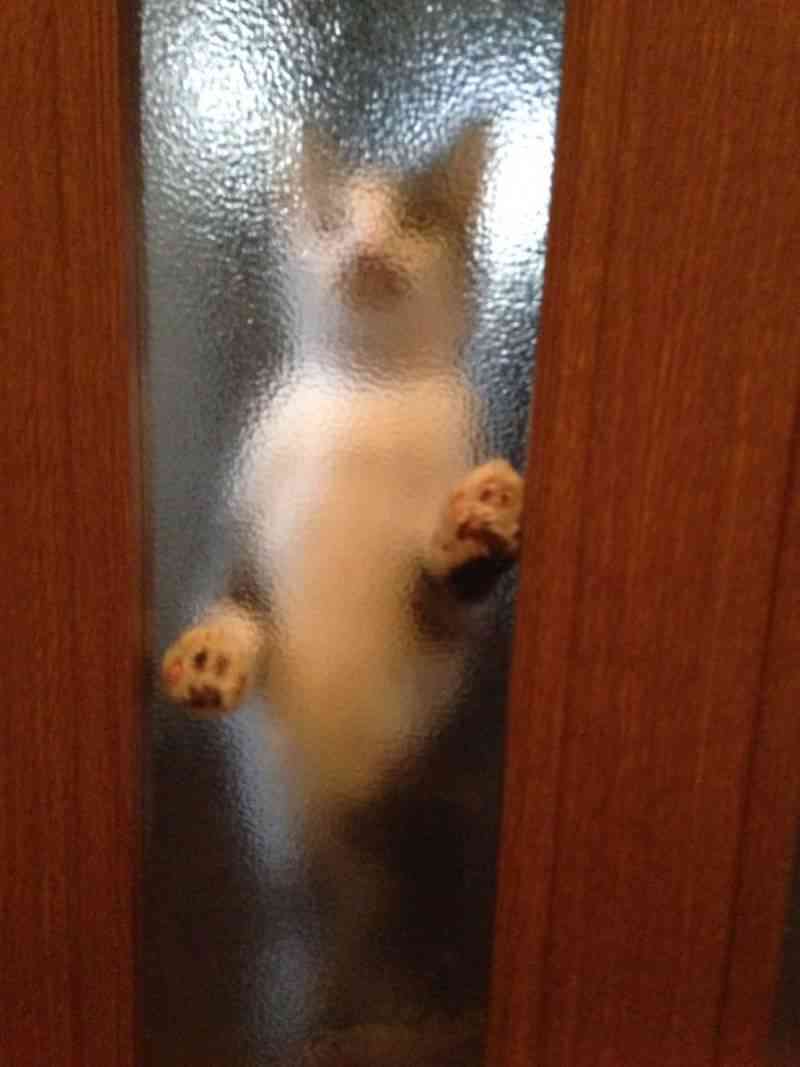 (身バレしない程度に)お宅の猫ちゃん見せてください！