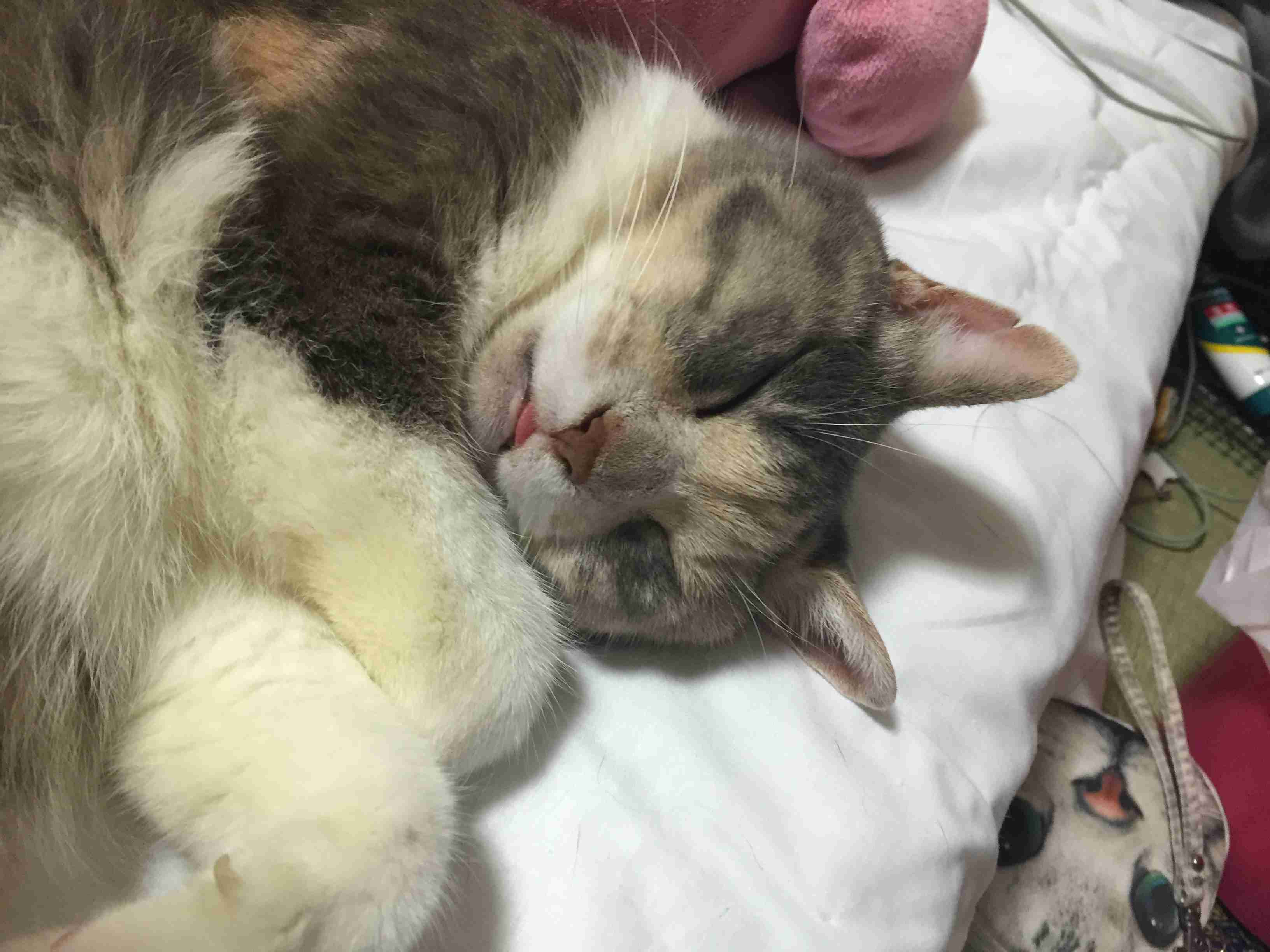 (身バレしない程度に)お宅の猫ちゃん見せてください！